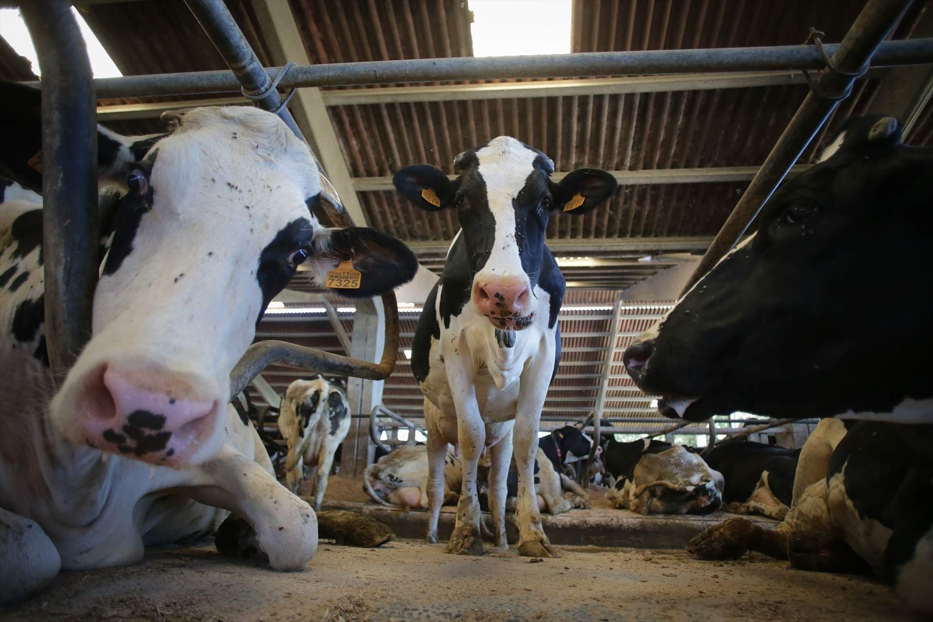 Cártel de la leche: la justicia multa a Pascual, Danone, Lactalis y Nestlé con 28 millones