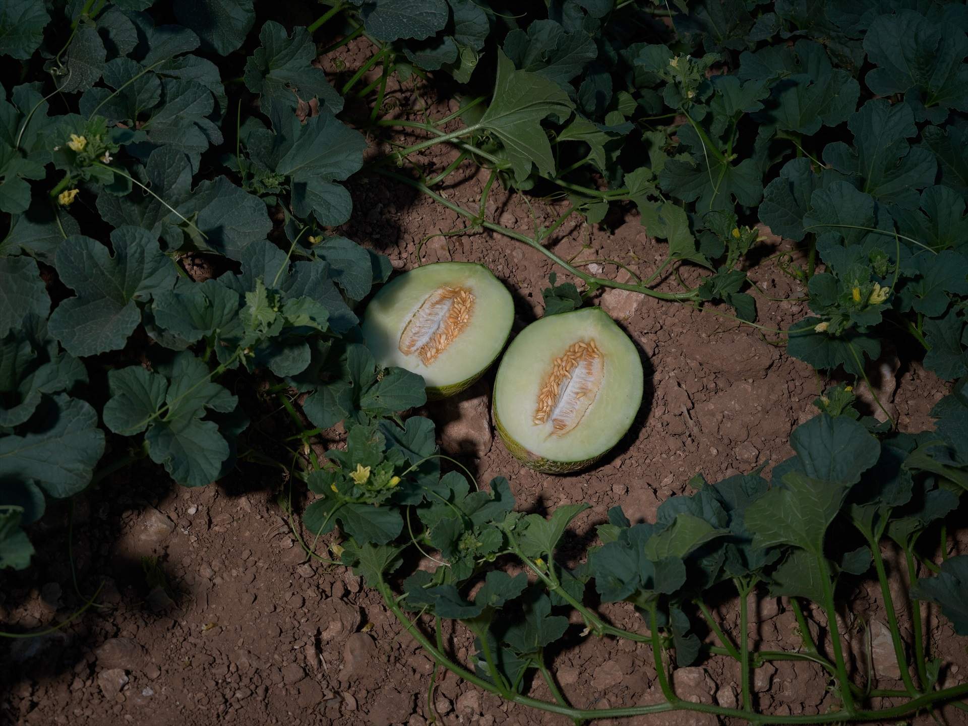 EuropaPress 5343230 melon partido mitad ser recogido planta 20 julio 2023 alcazar san juan