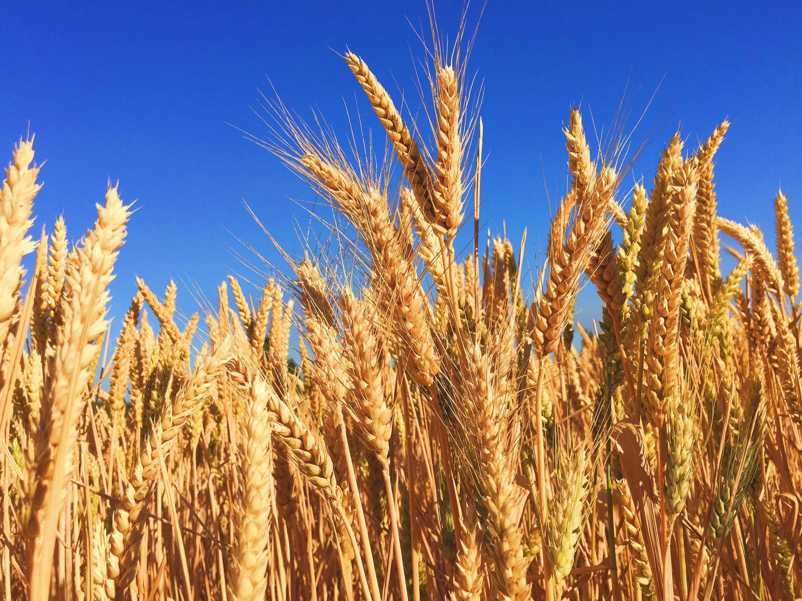 La sequera dispara la importació de cereals, amb Ucraïna com a major proveïdor