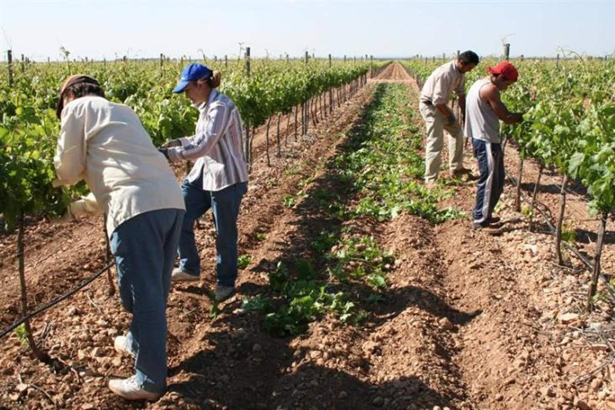 ayudas agricultura