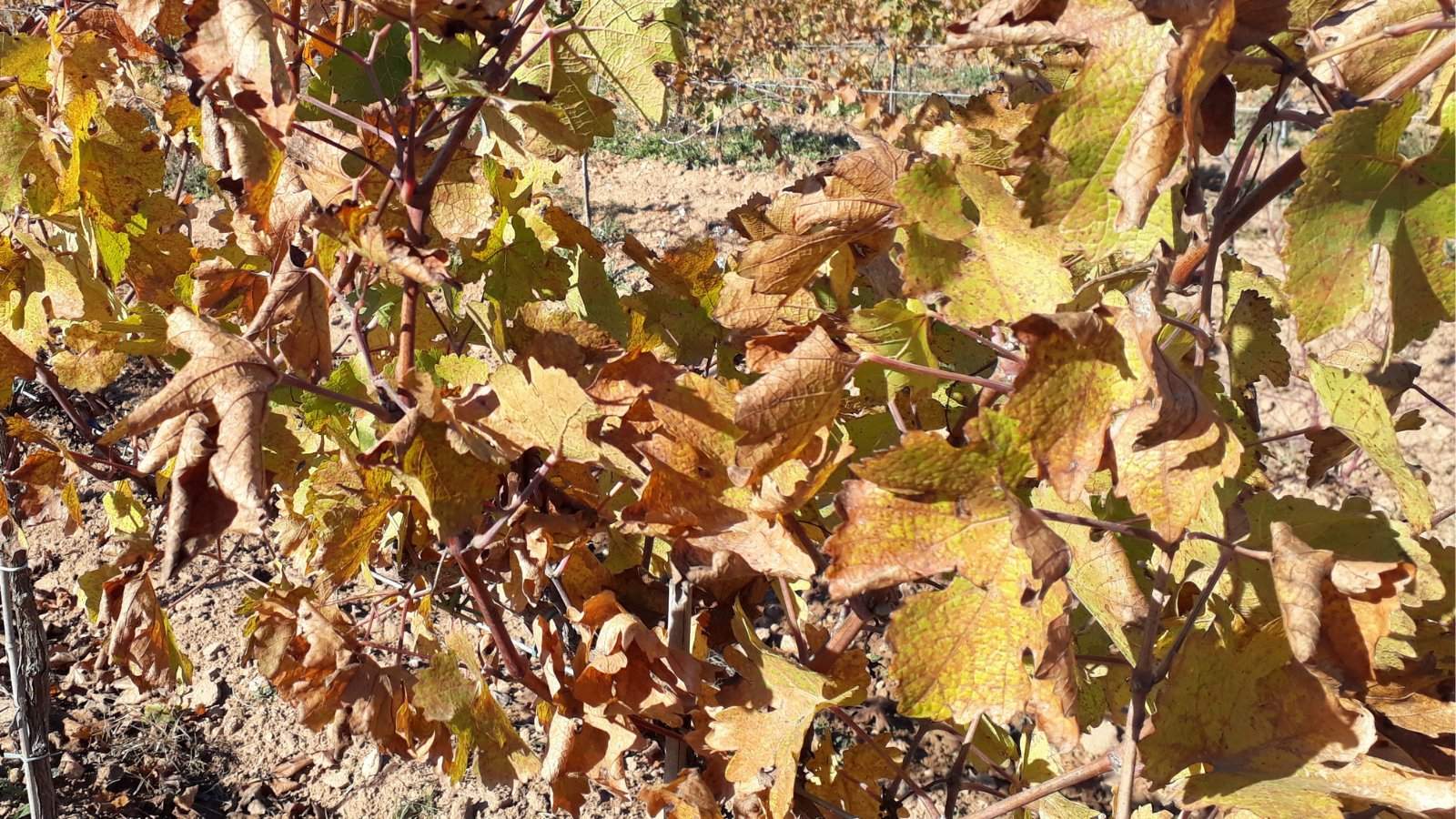 Codorniu descarta un ERTE a causa de la sequía porque ha planificado bien la compra de uva