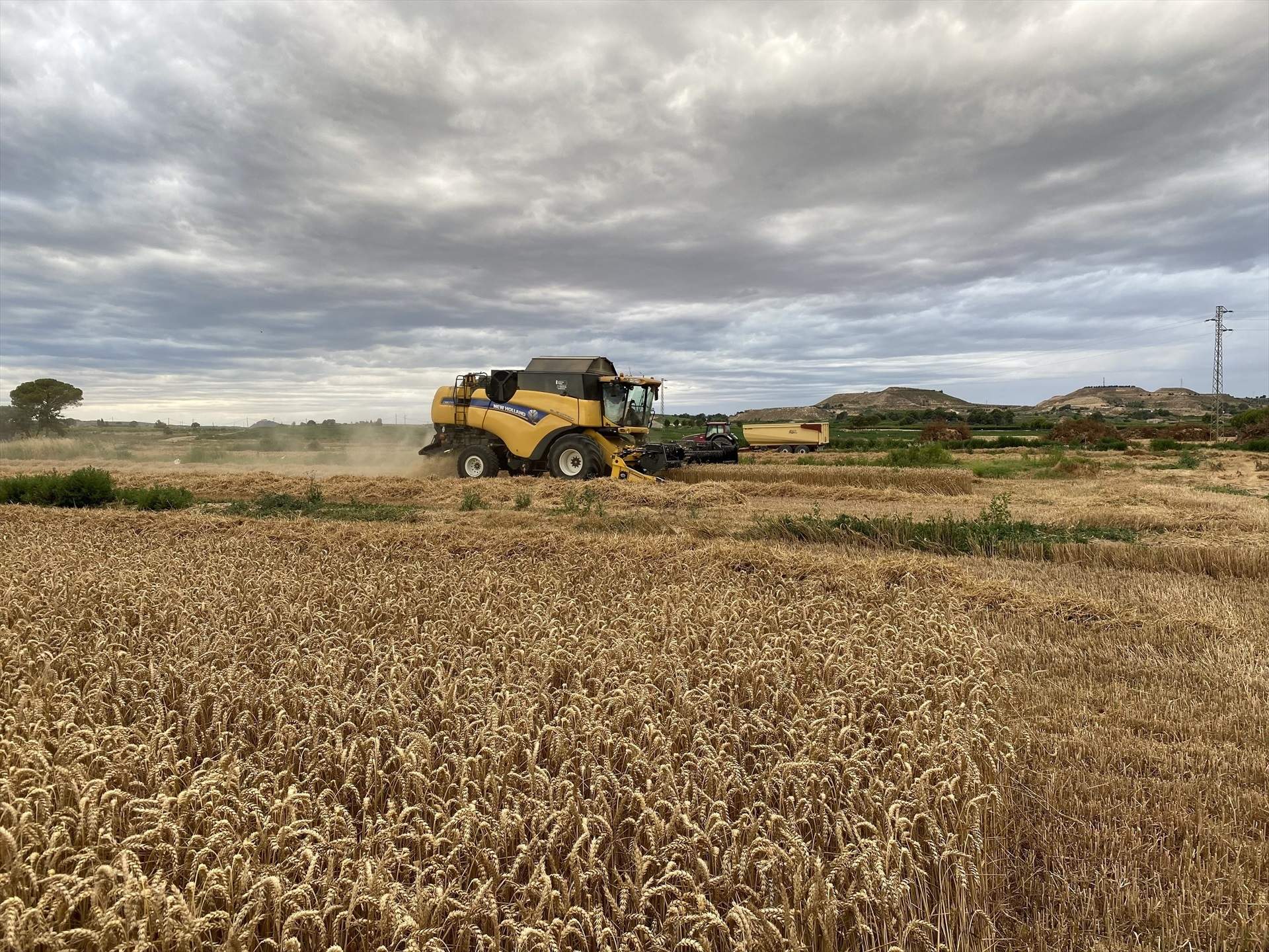El preu dels cereals baixa a Espanya al juny davant de la previsió de bona collita