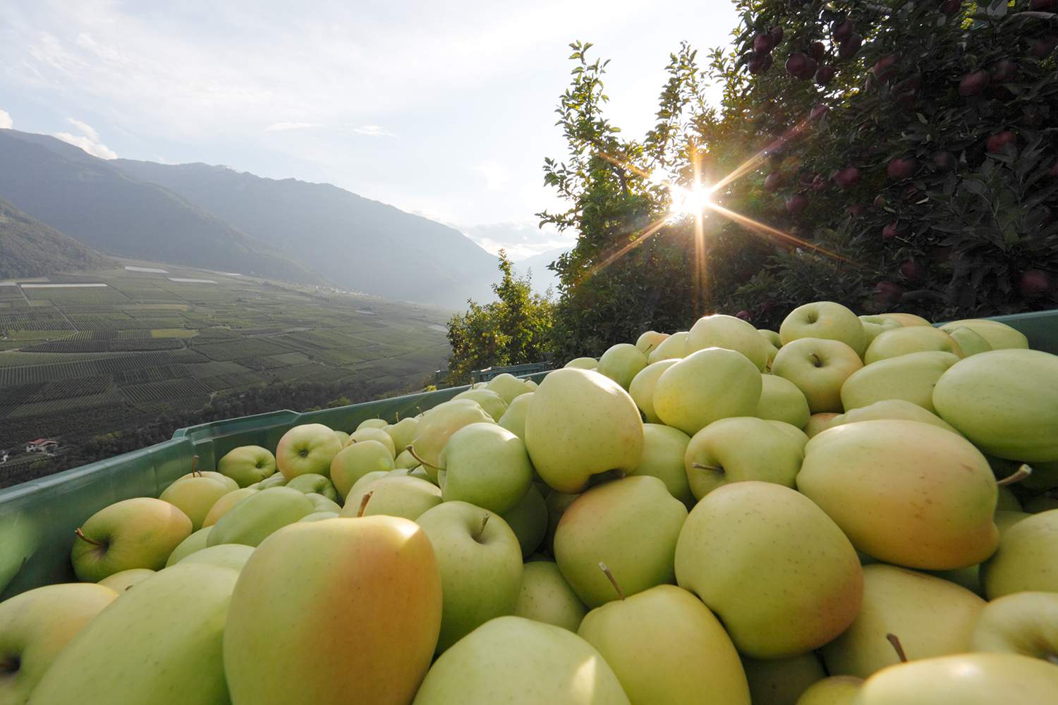 manzanas golden archivo efe