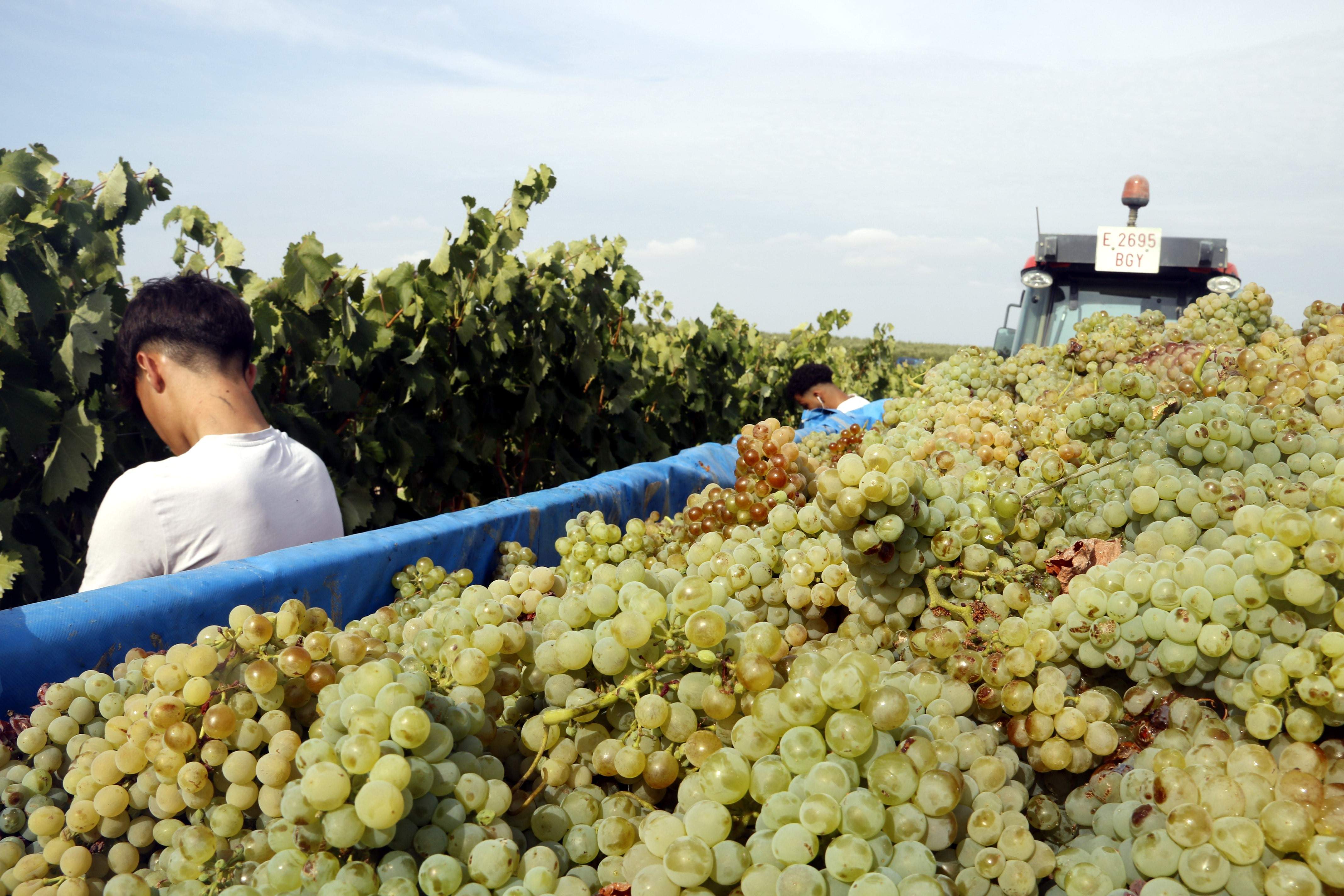 La DO Cava manté el preu del raïm a 0,85 €/kg i injectarà 100 milions als viticultors