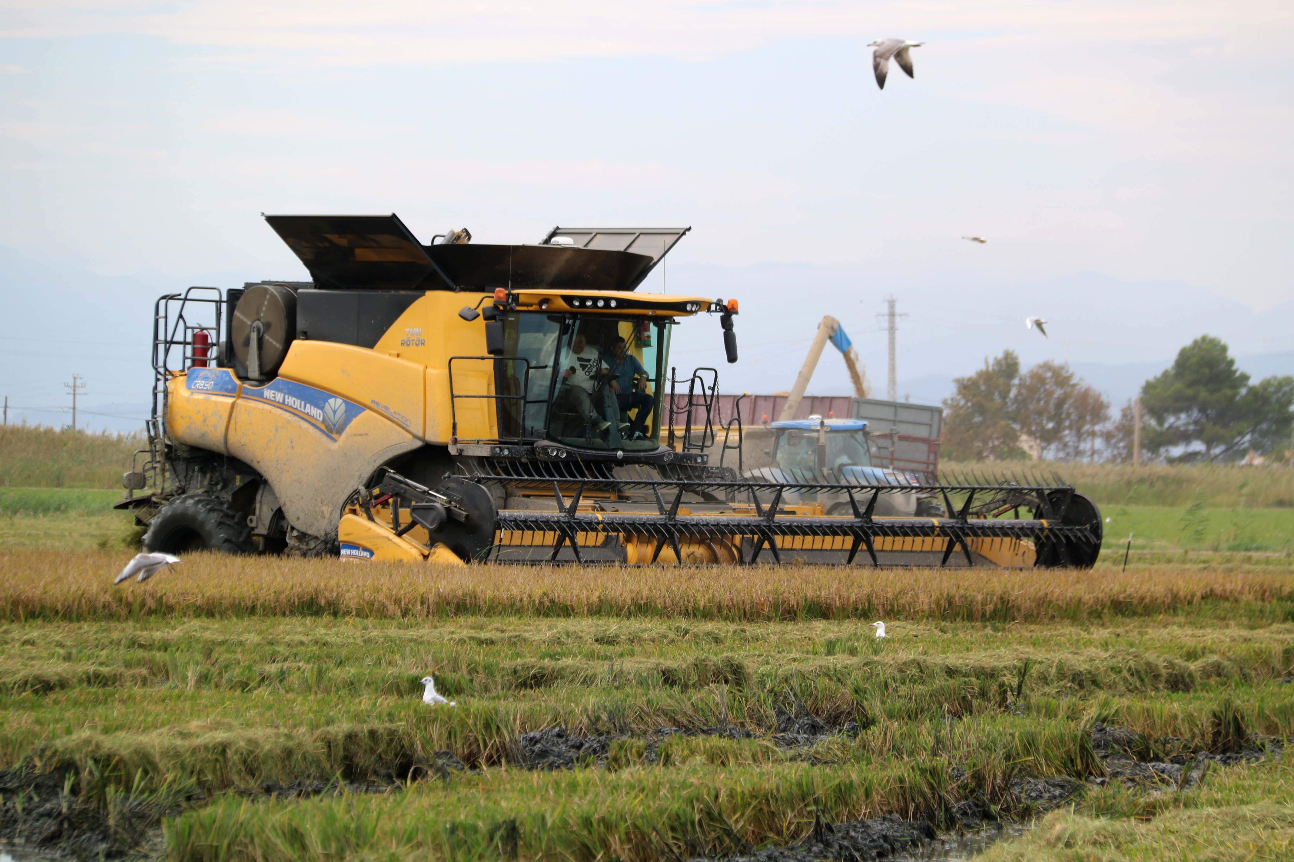 Els arrossars del delta de l'Ebre deixen enrere la sequera