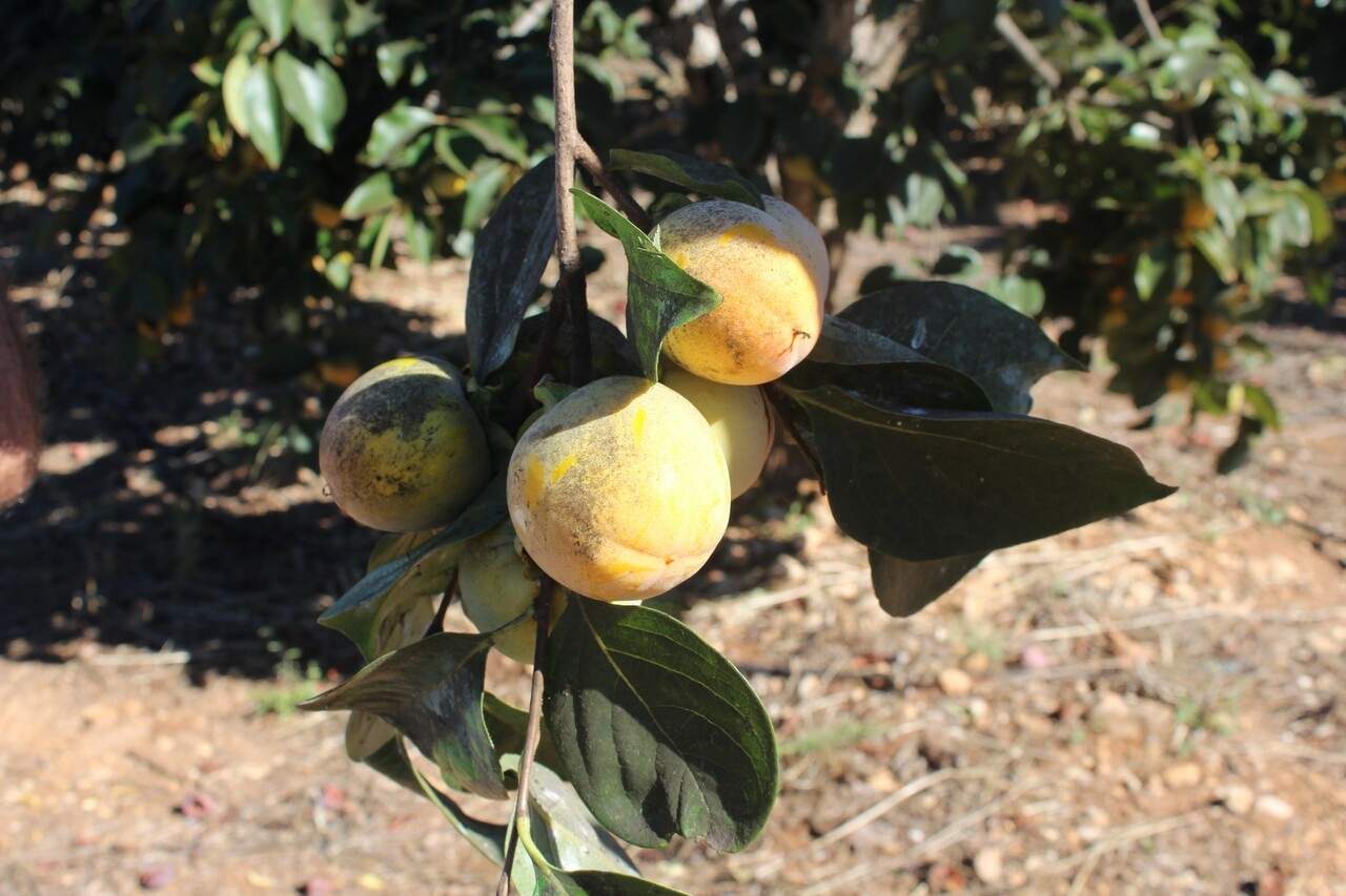 Los agricultores alertan de una crisis del caqui: "No habrá para todo el mundo"