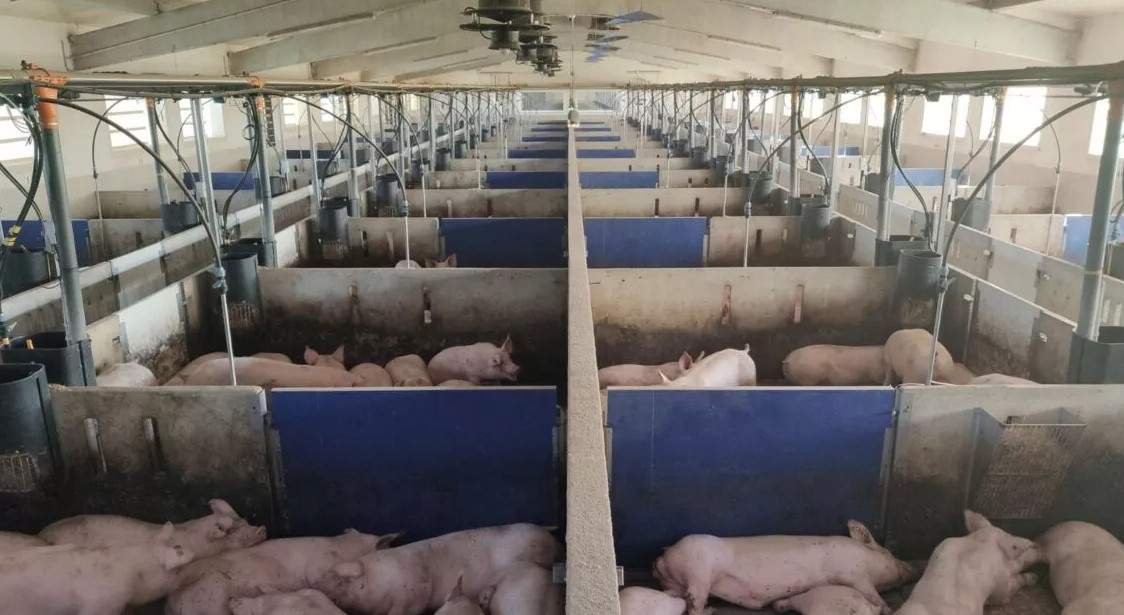 Granja d'engreix de porcs del grup Vallcompanys