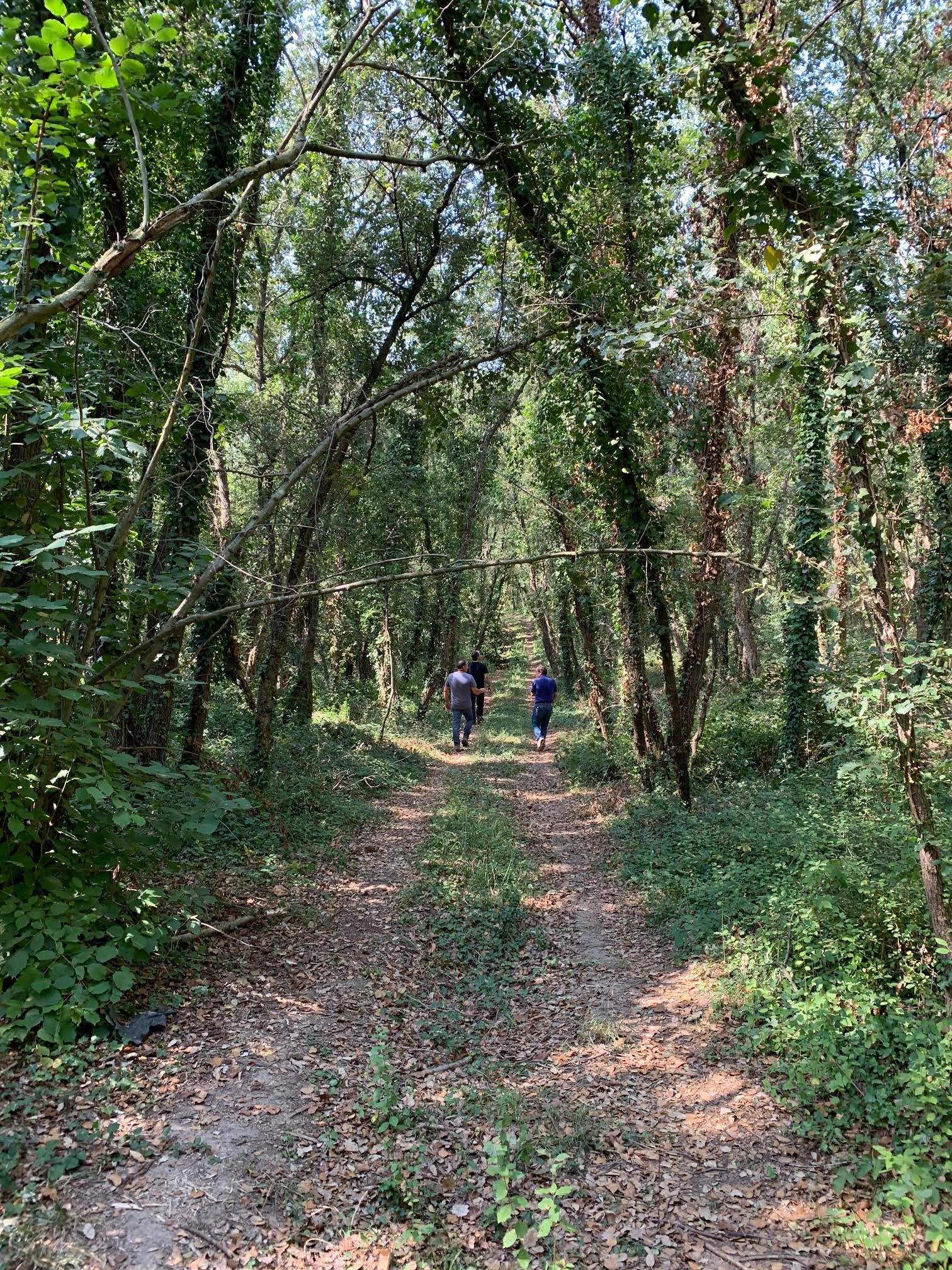 Vil·les romanes per a avis enmig del bosc: l'aposta d'un professor de l'IESE i 11 socis