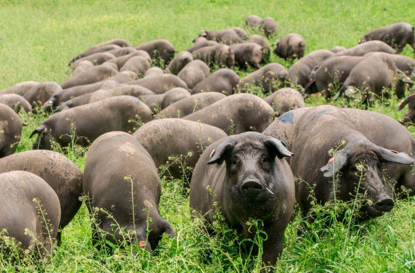 Vall Companys, Incarlopsa y Cañigueral se alían para comprar el 100% de Inga Food