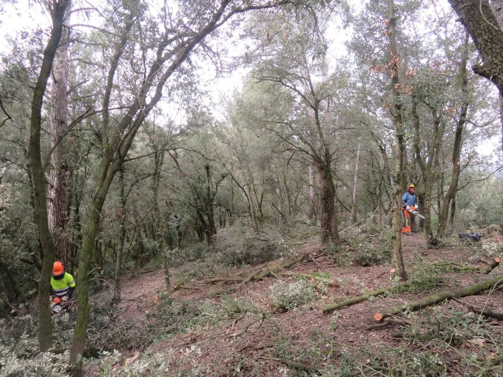 Occident, Molins i Fluidra se implican en la protección forestal de Collserola