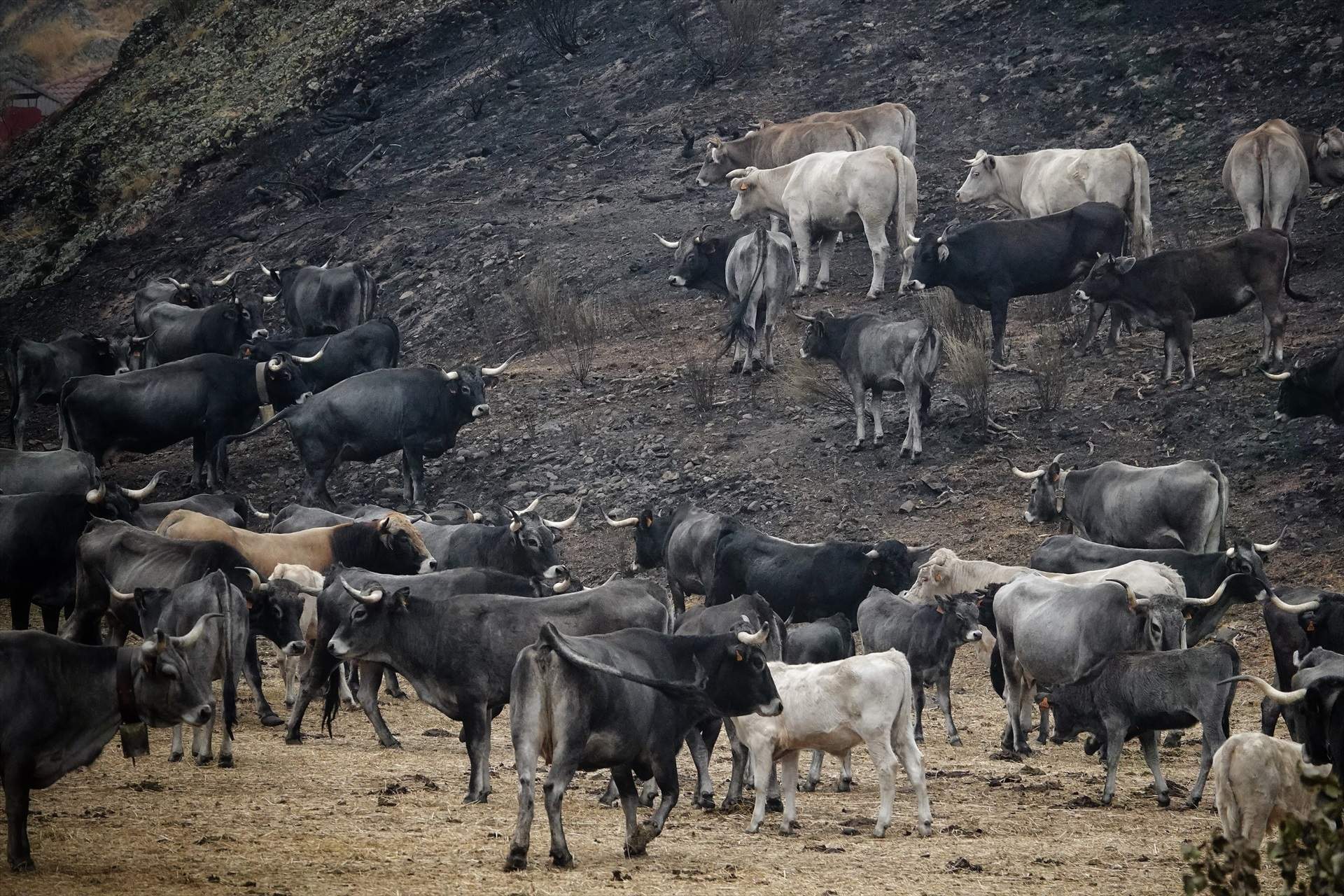 Pèrdues de més de 600 milions en l'agricultura i la ramaderia per l'onada d'incendis