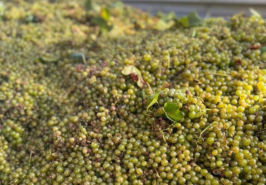 Els viticultors de Requena denuncien que els cellers de cava paguen un 50% menys
