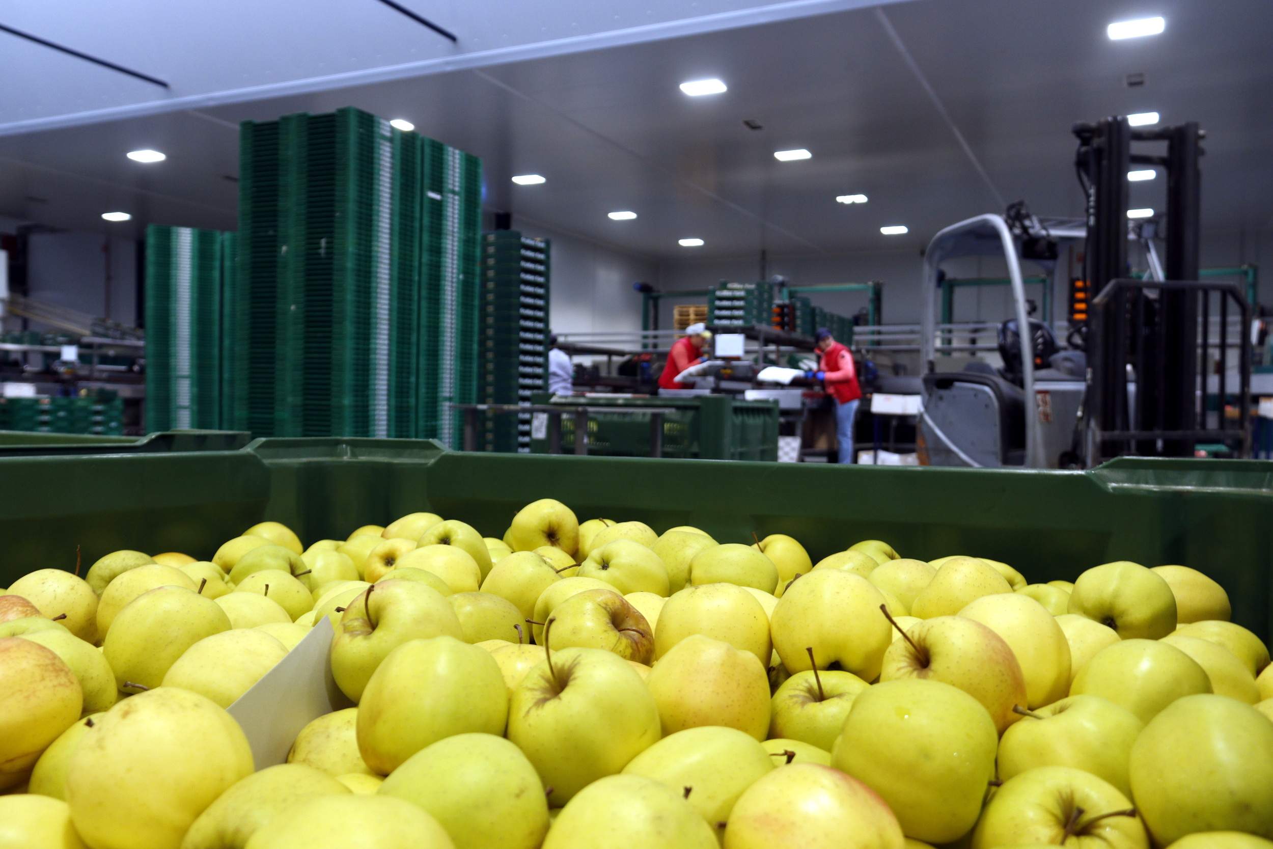 El sector fructícola català tem una pèrdua de competitivitat davant dels EUA