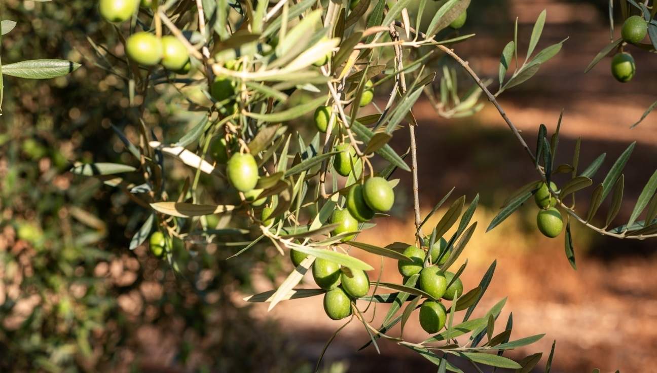 Les altes temperatures amenacen la campanya de l'oli d'oliva
