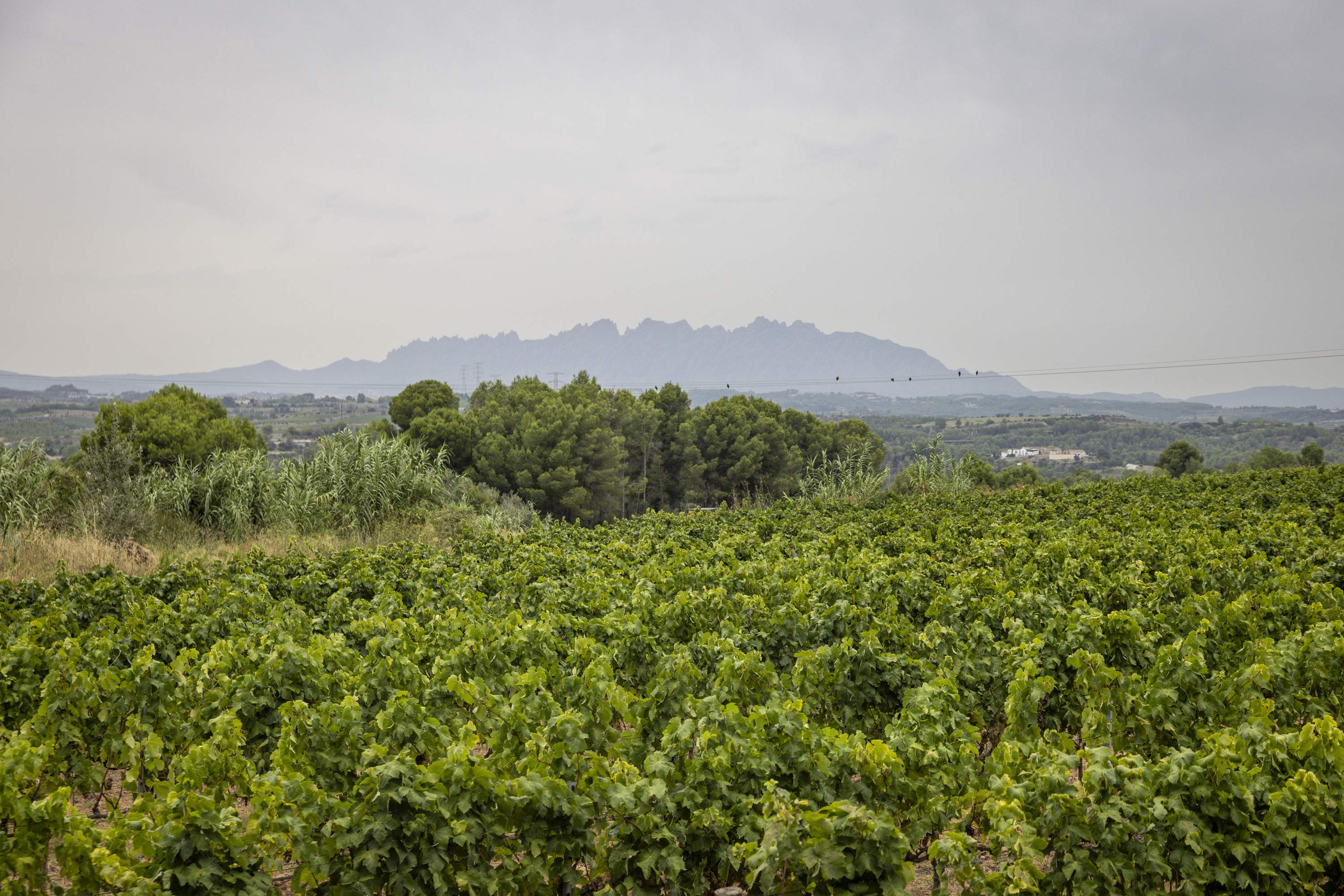 Ordeig intermediarà davant Agricultura per obtenir ajudes per arrencar vinyes