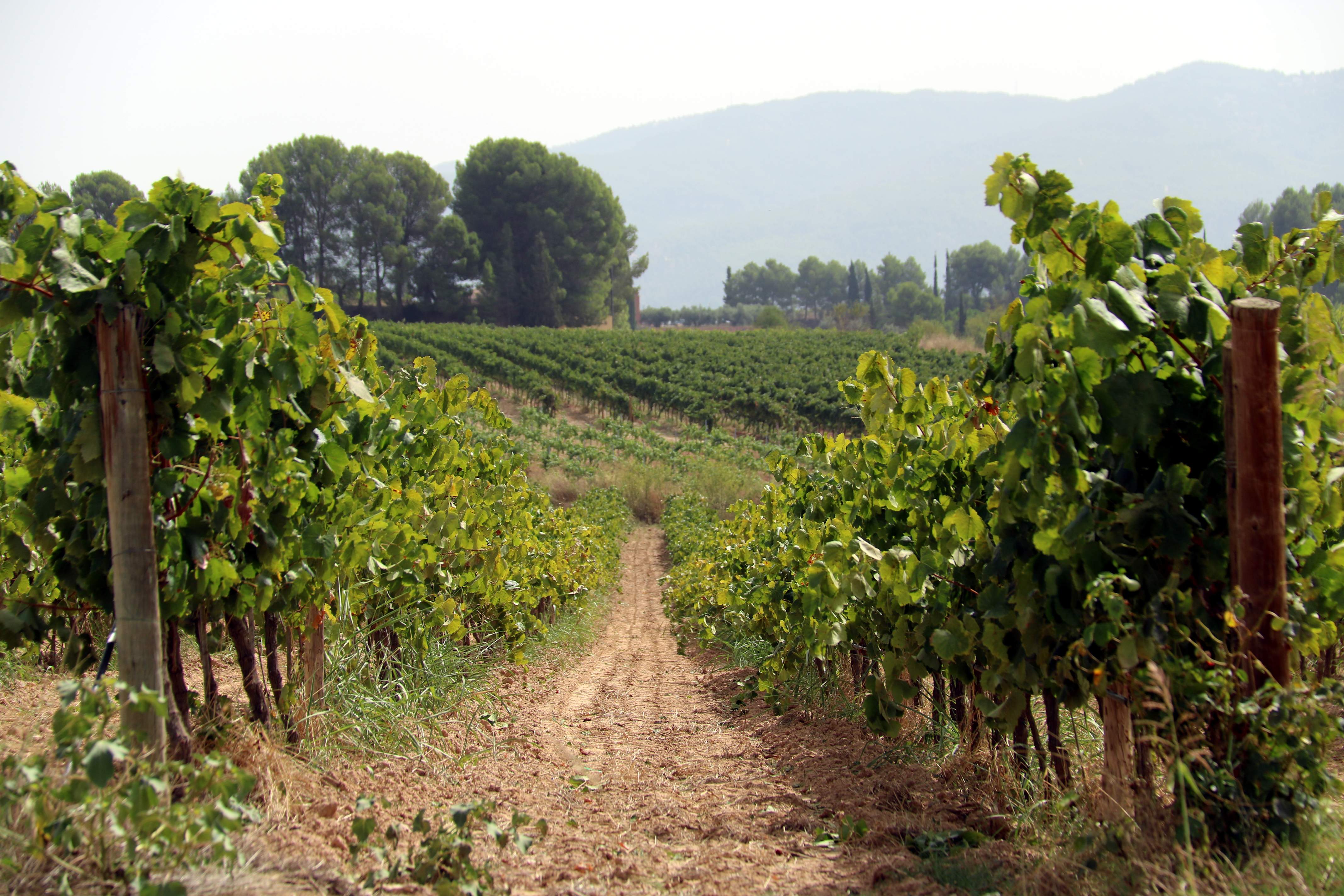 El sector del cava asume los aranceles del 15% y reclama estabilidad