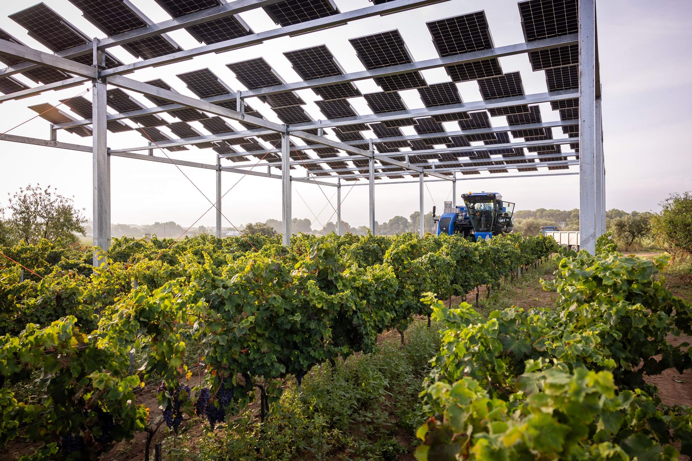 Planta agrofoltaica instal·lada per Família Torres al Penedès