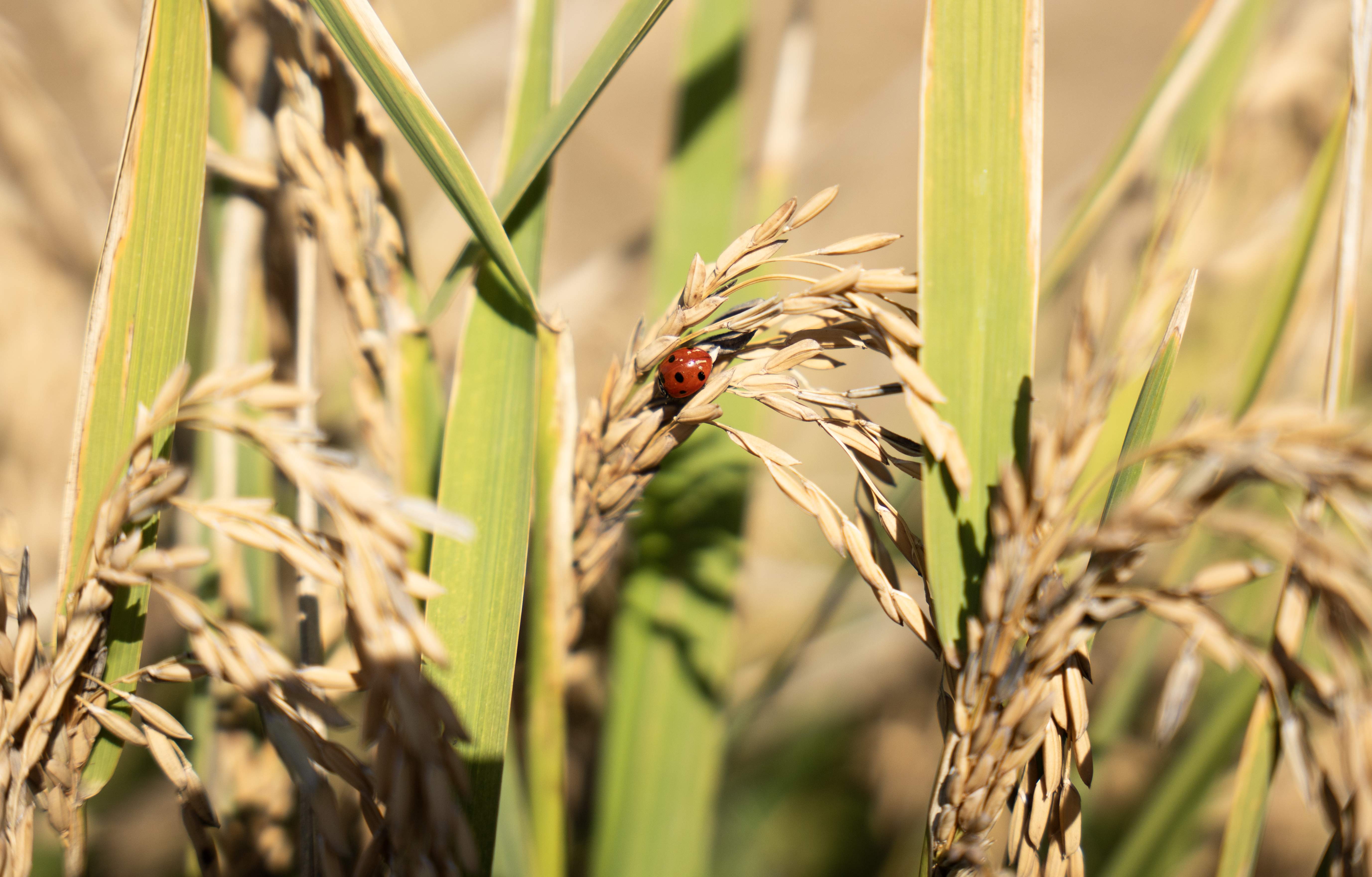 En el país de la paella, los arroceros están hundidos por las importaciones, el clima y las plagas
