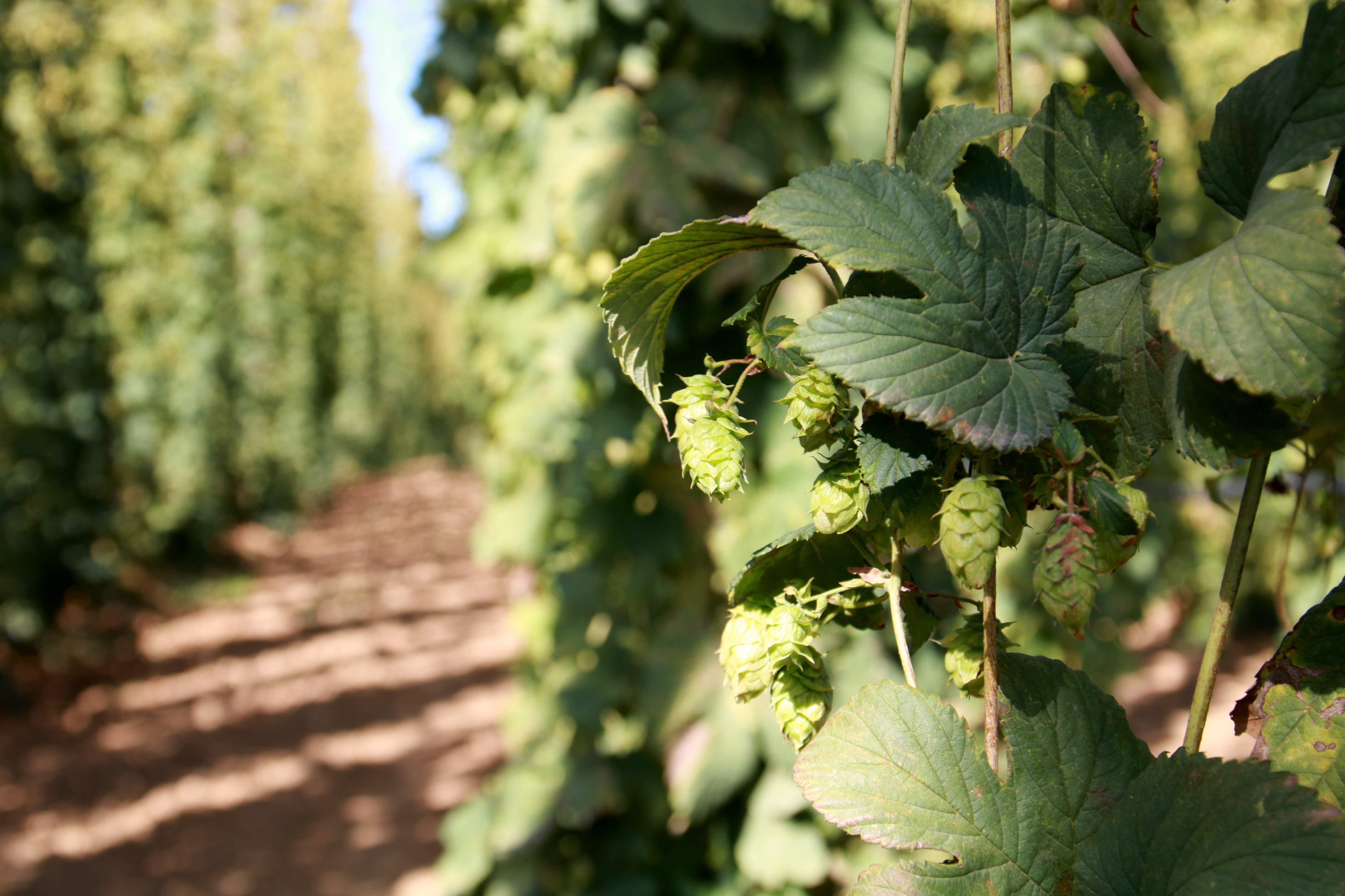 La UPC aplica la IA para identificar cómo las plantas se adaptan al cambio climático