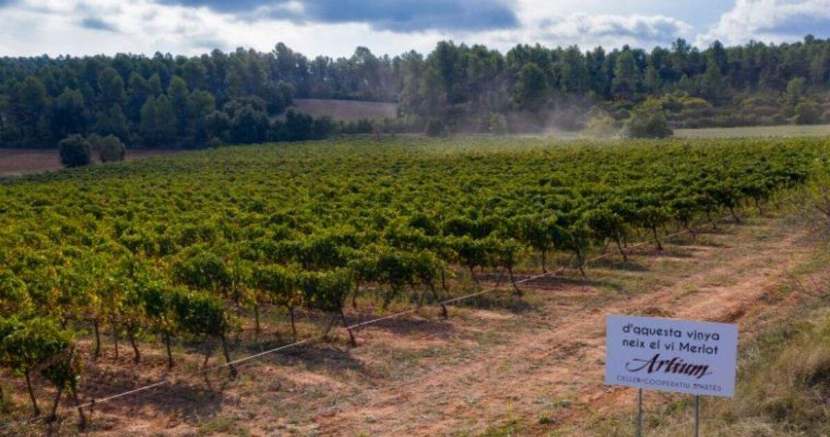 El cava es reivindica com motor econòmic: el 60% del raïm i el 35% de les exportacions amb DO