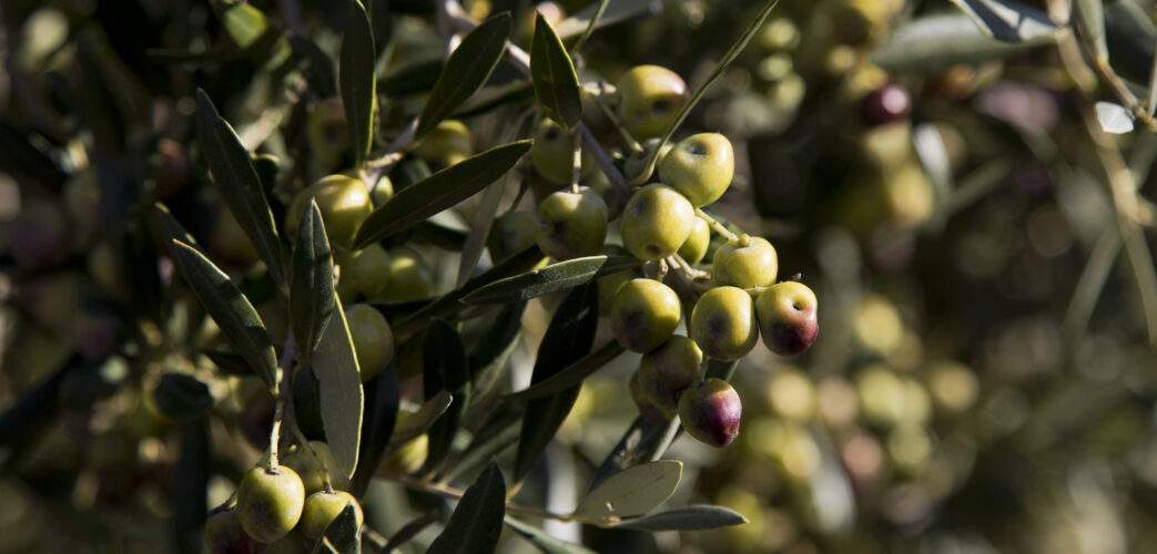 Els pagesos donen per perduda més de la meitat de la campanya de l’oli