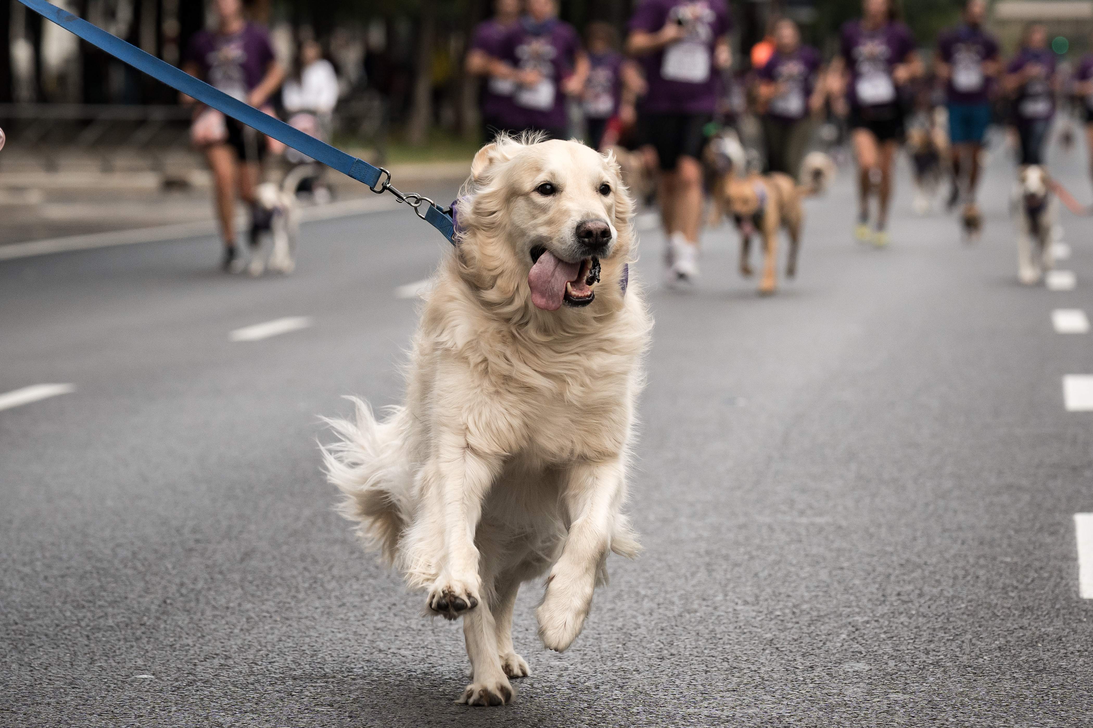 Deduir les despeses dels animals de companyia a la renda serà possible a la campanya 2025
