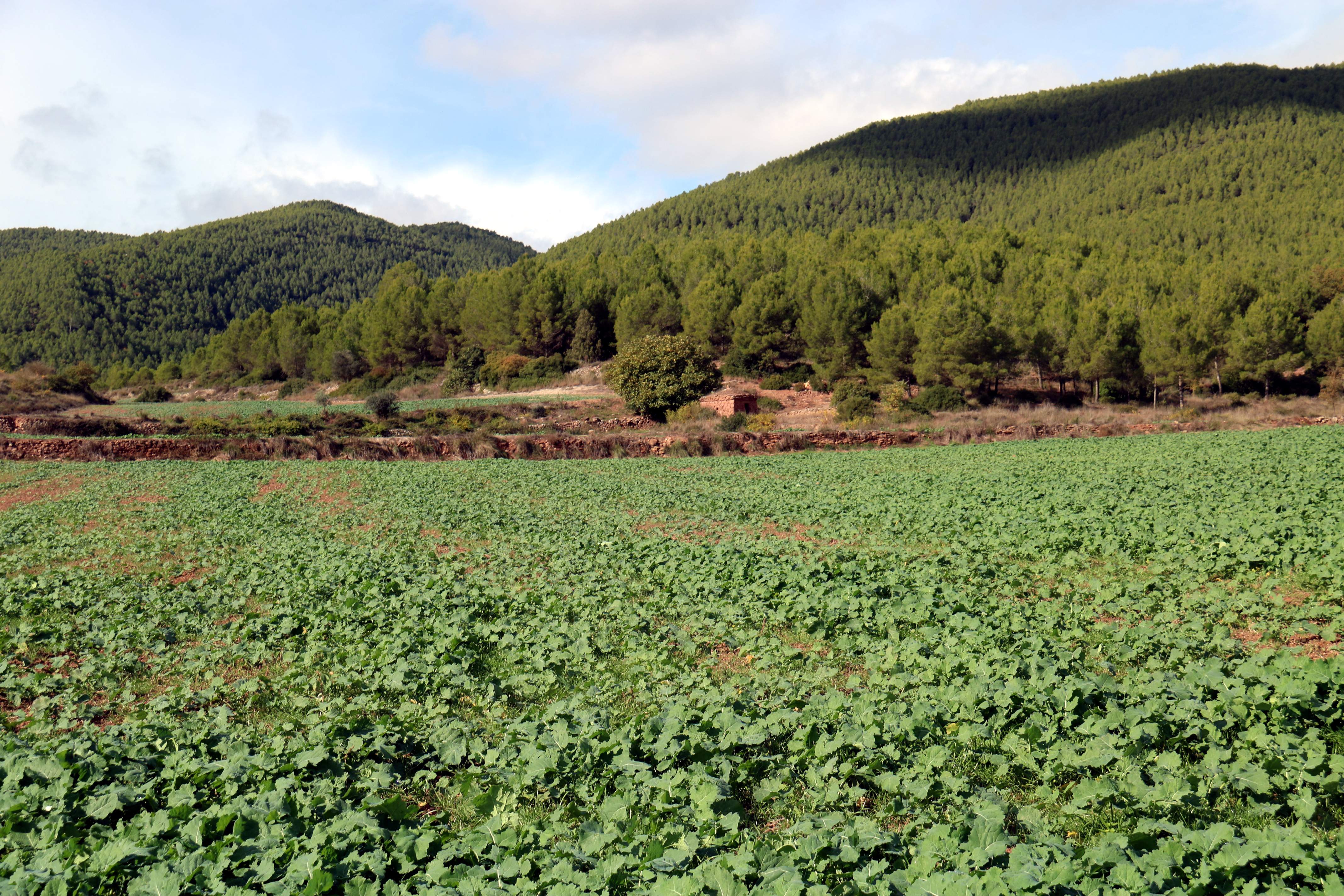 93b05e6e b347 4532 a1d0 0e3a8b0e18f2