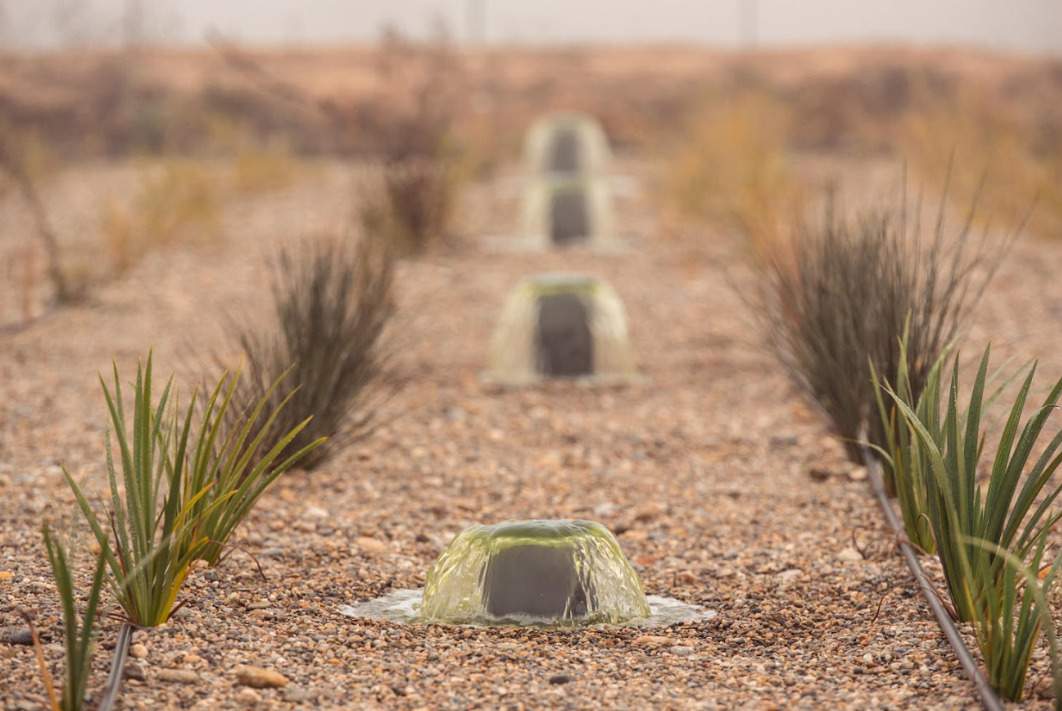 Depuradora natural creada a les vinyes del celler Raimat, a Lleida