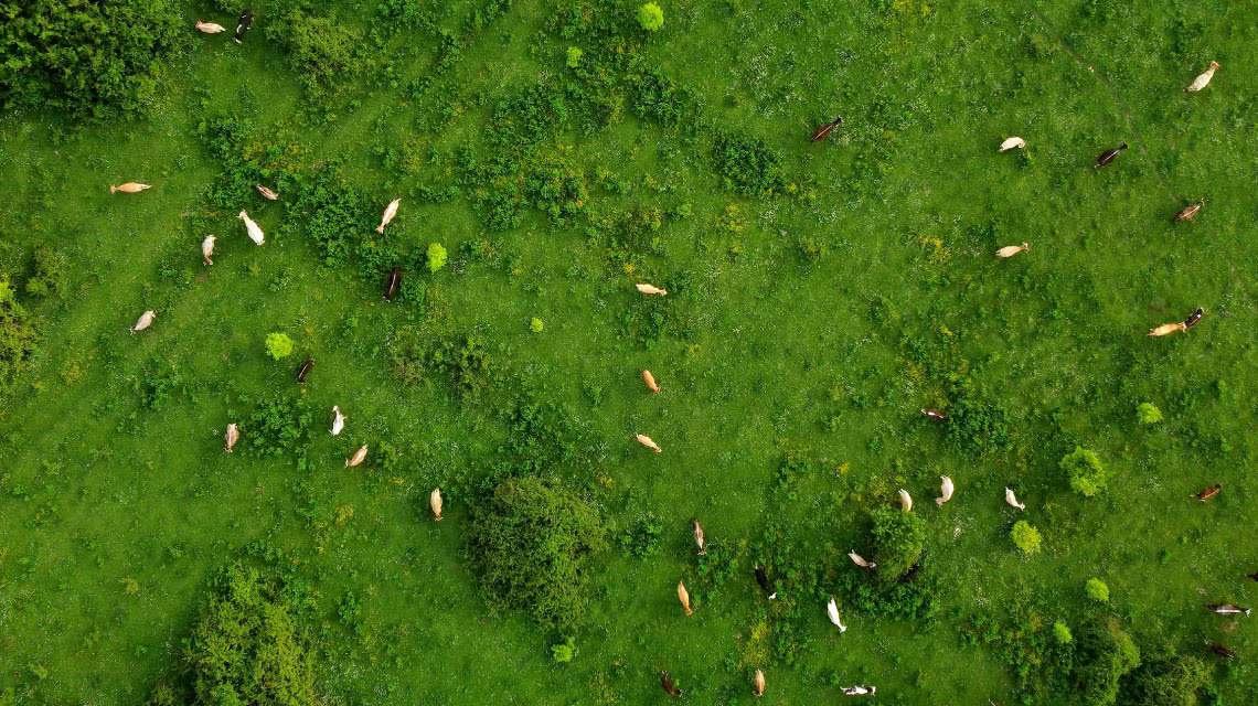 bbva ia agricultura ganaderia espana