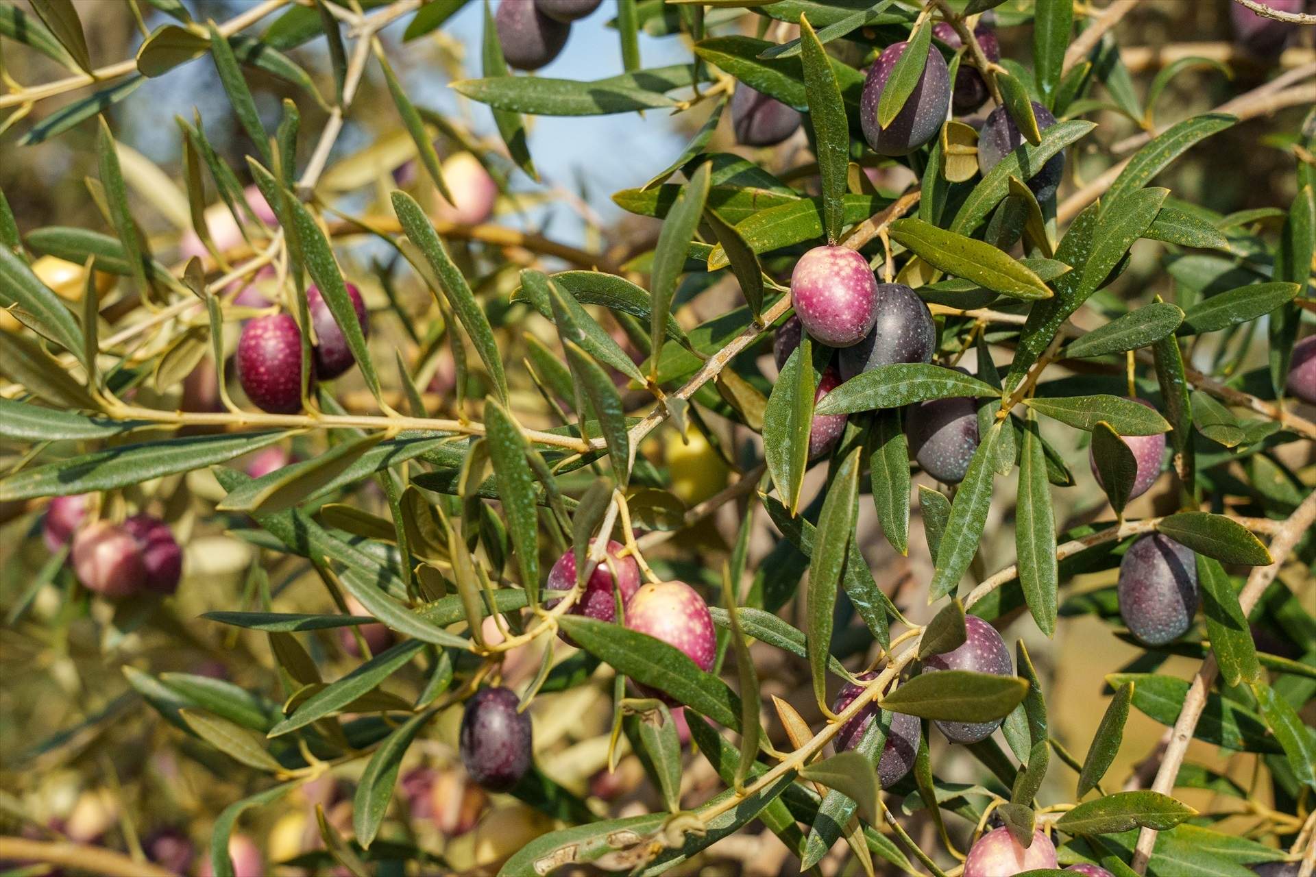 El sector prevé menos aceite de oliva mientras los costes de producción se incrementan