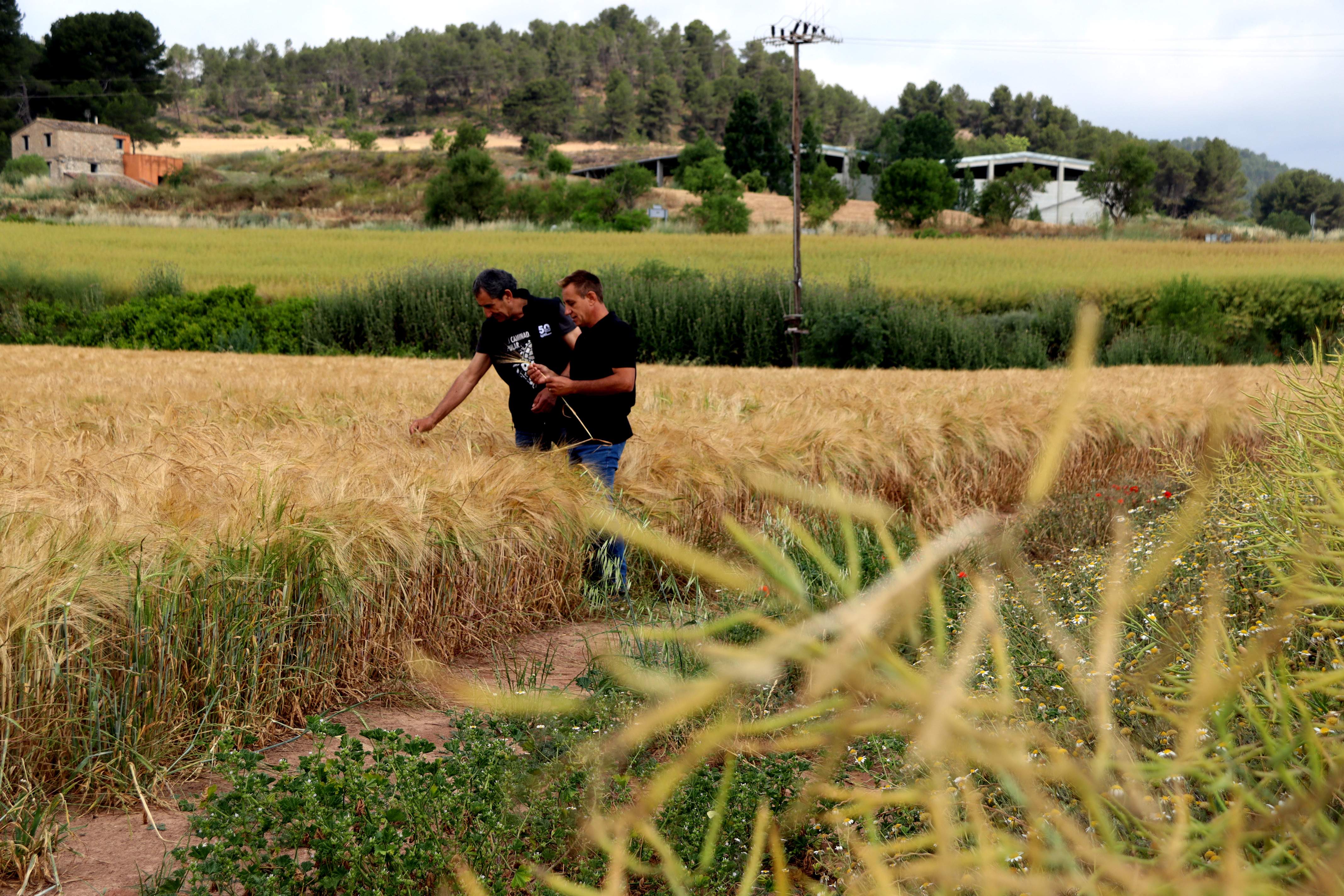 Camp de cereals de Sant Martí de Tous (Barcelona). Foto Mar Martí / ACN