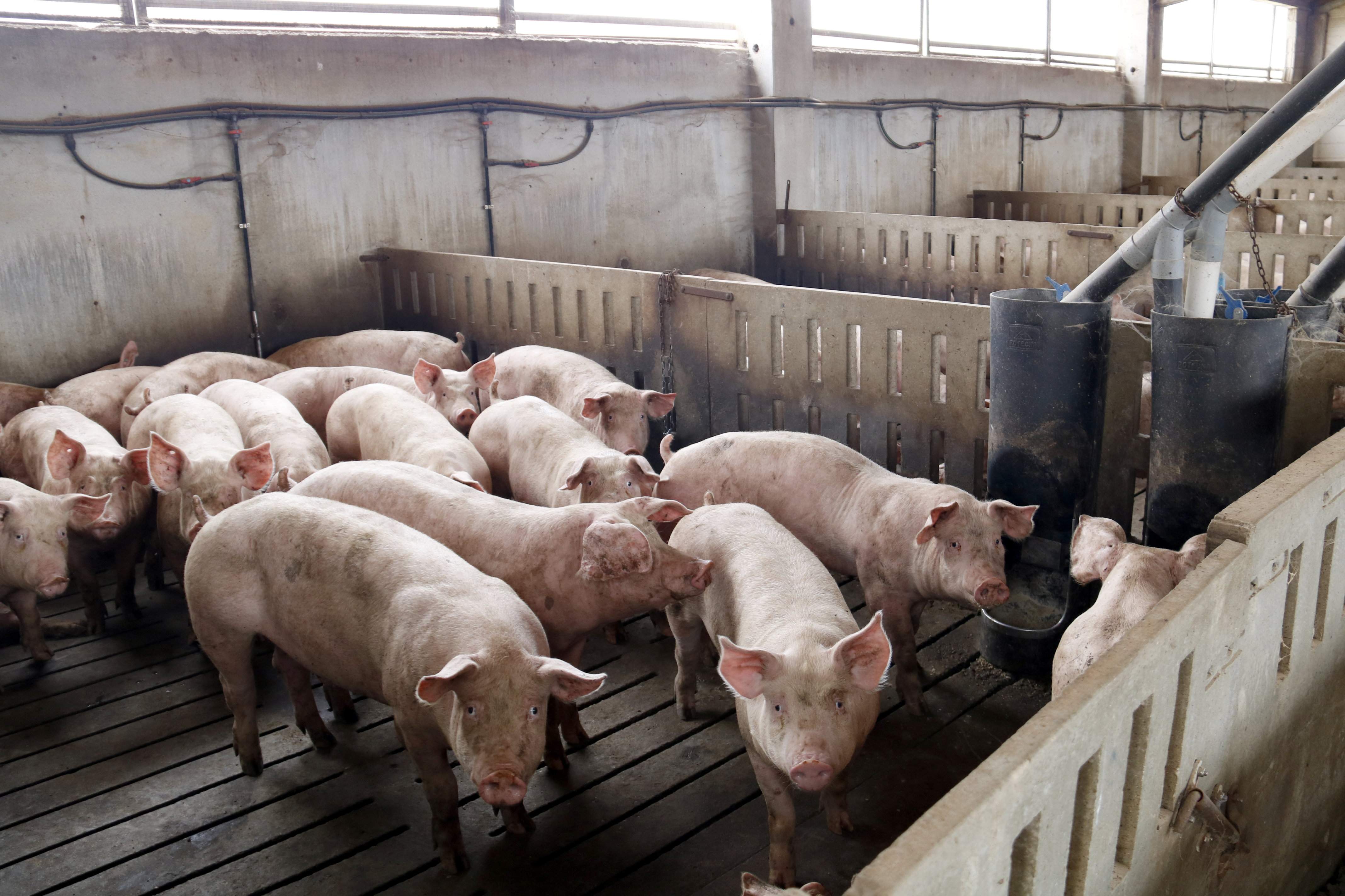 El sector porcino pierde 100 millones de enero a junio por el efecto de la peste porcina