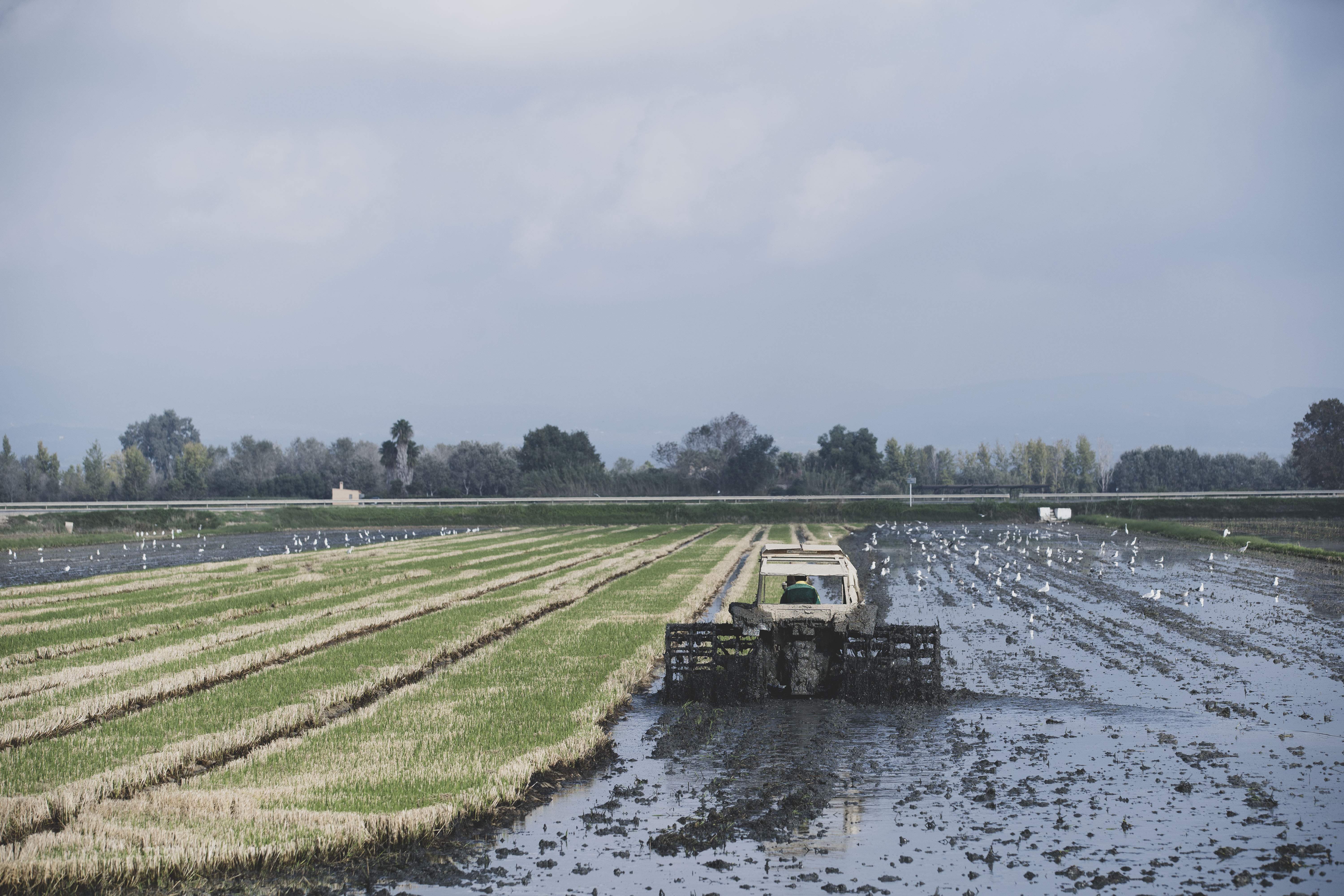 DOP Arròs del Delta de l’Ebre