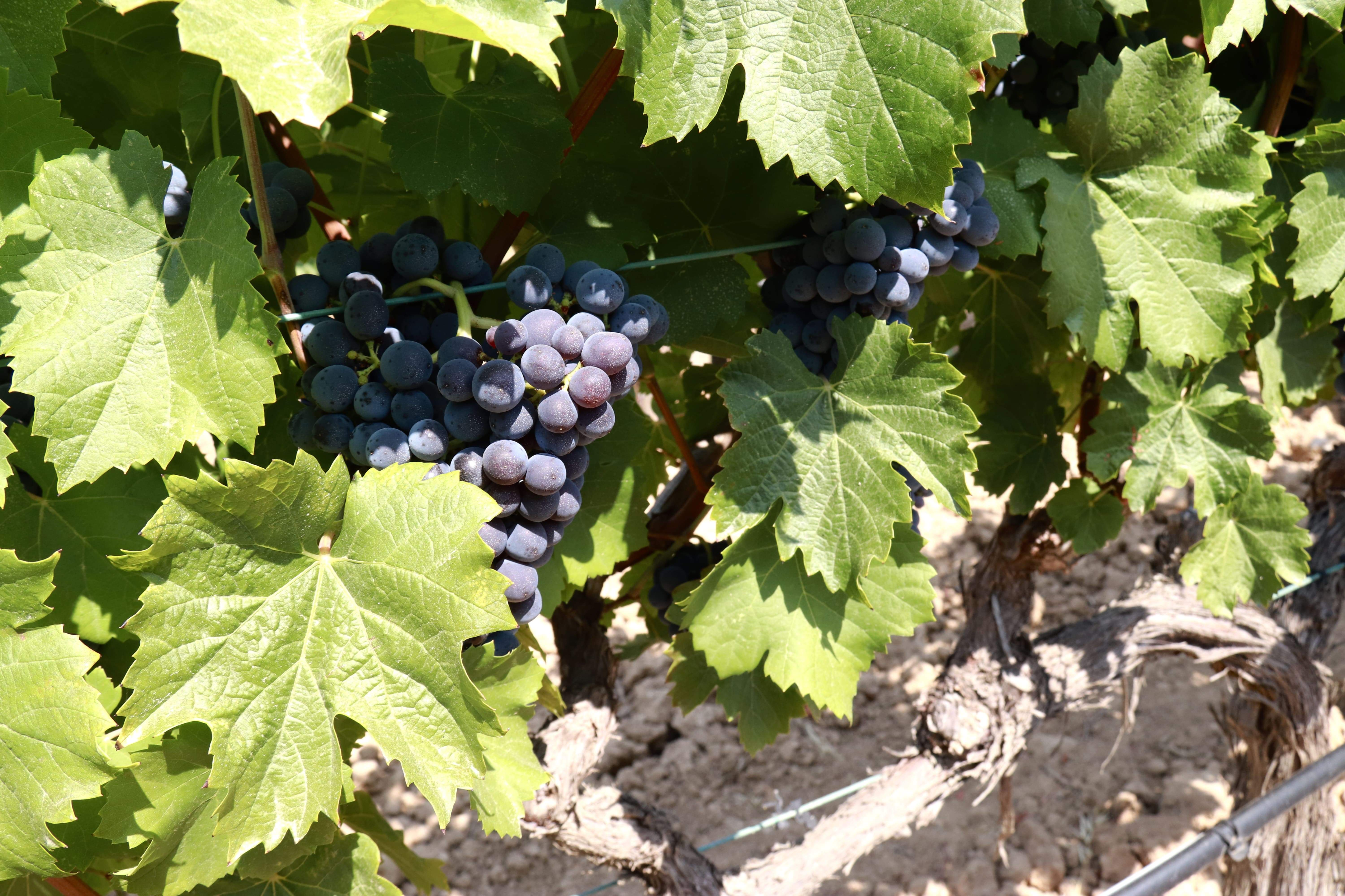 Los viticultores amparados por la DO Cava denuncian precios inferiores al coste de producción