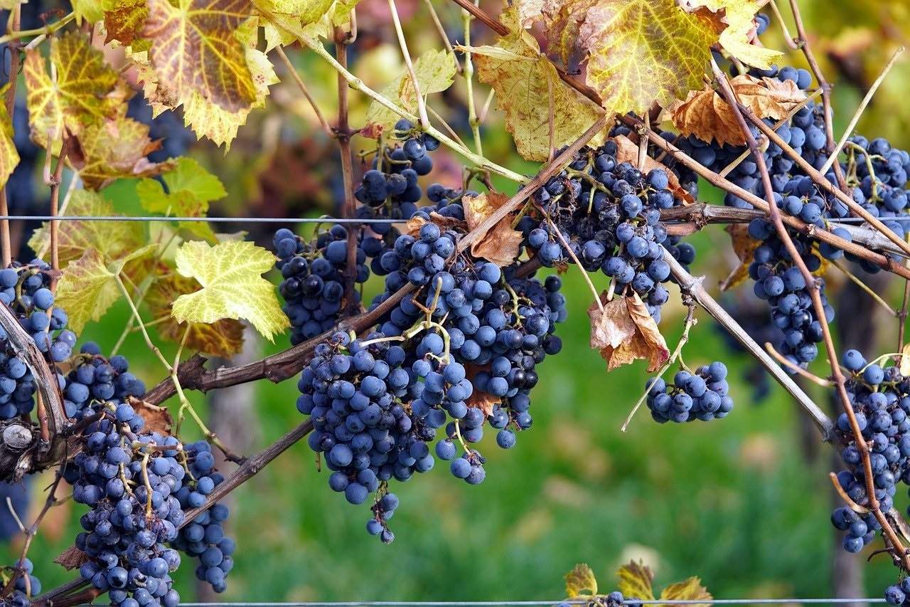 EuropaPress 5410302 imagen uvas