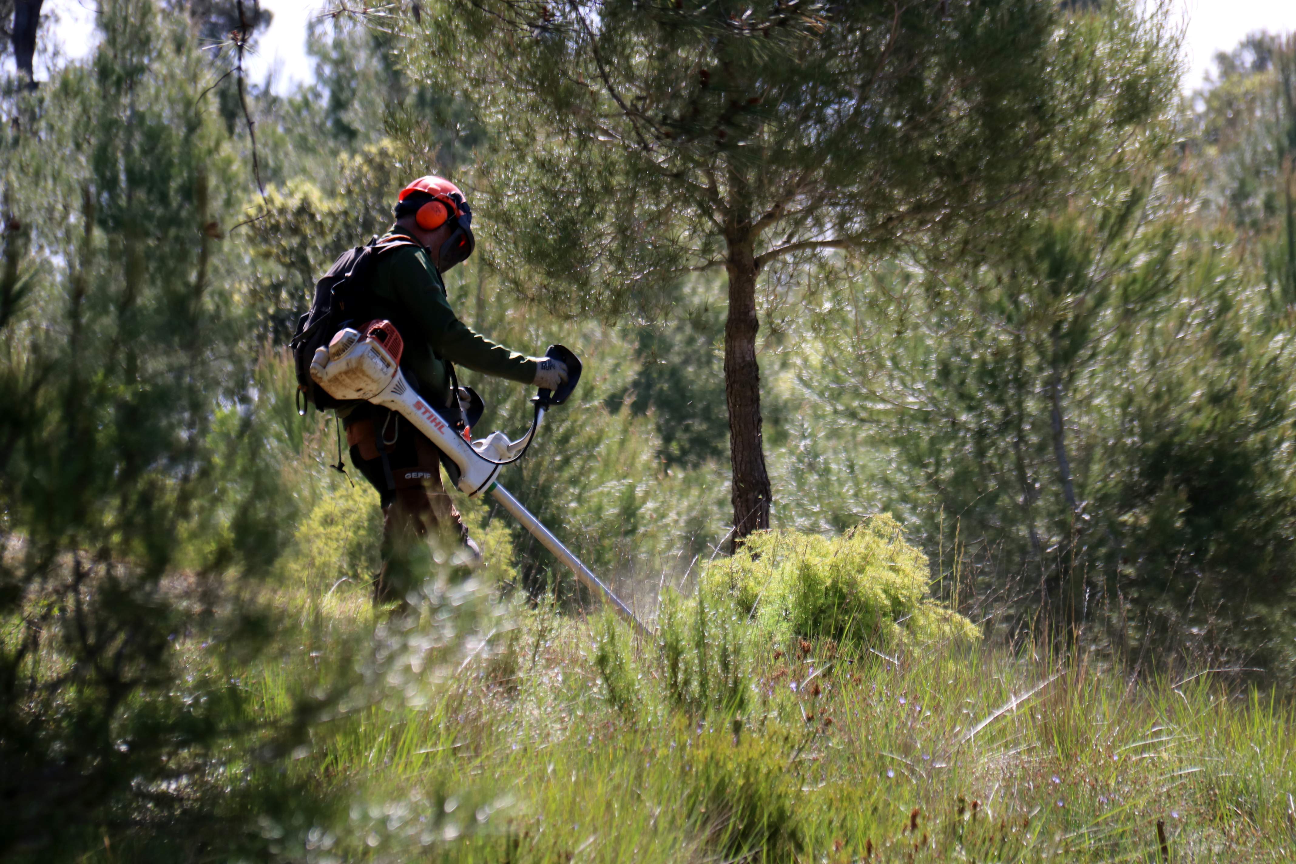 Un operari fa feines de neteja en un bosc al massís de Montserrat. Foto Blanca Blay / Nia Escolà / ACN