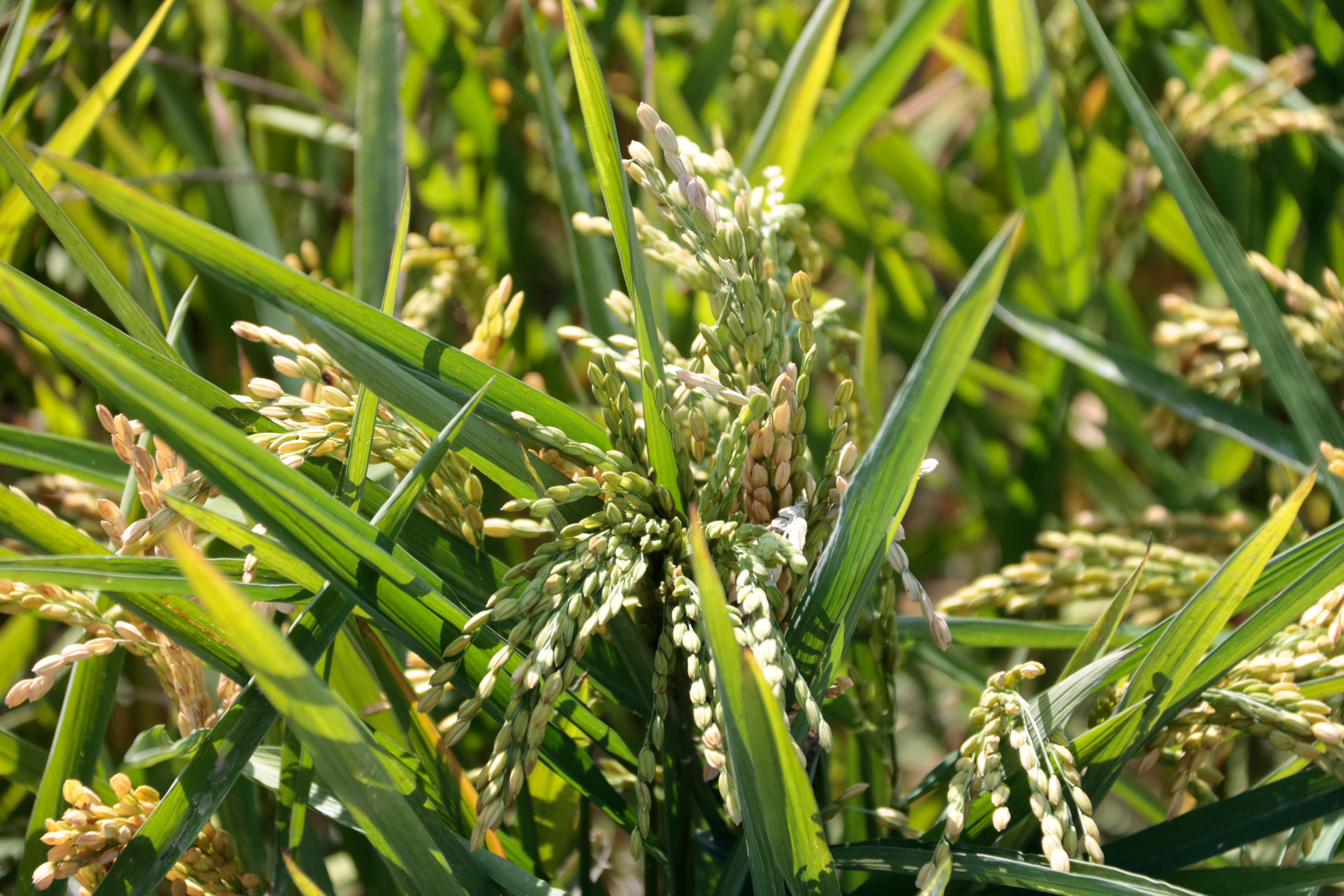 Arrenca la campanya de l'arròs al delta de l'Ebre: preus més baixos però més despesa