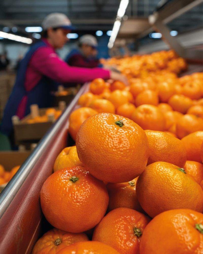 Amsafresh ampliarà un 30% la producció fins als 33 milions de quilos de fruita a l'any