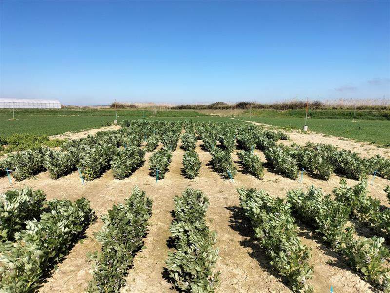 Semillas Fitó impulsa Favana Foods per produir proteïnes vegetals a partir de fava
