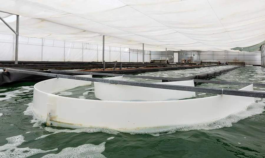 Blauver posa en marxa un centre de producció d'espirulina a Almacelles