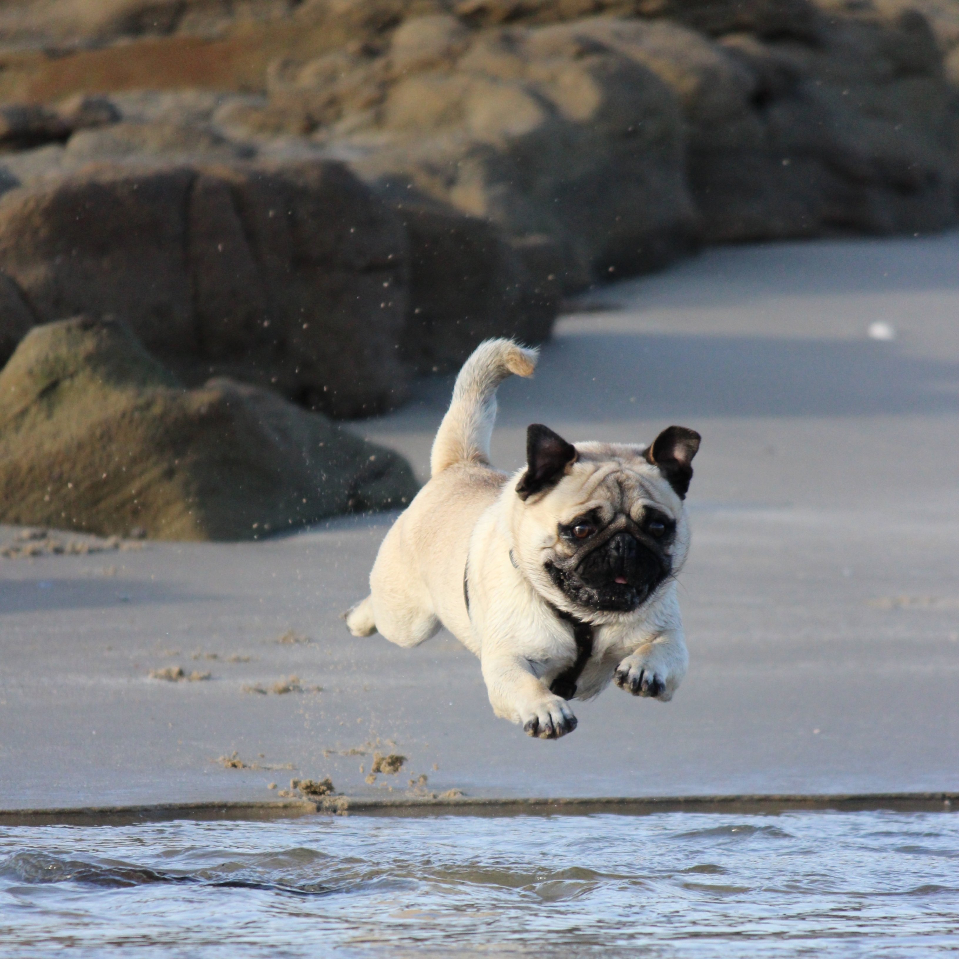 Mascota Unsplash