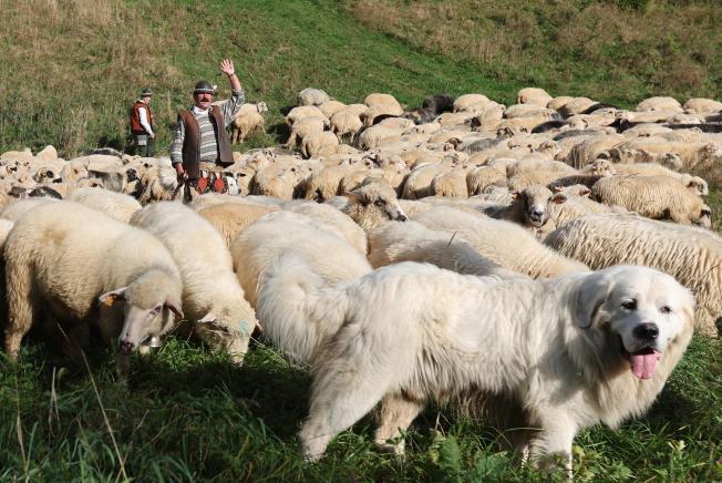 Ochotnica Gorna (Polònia)