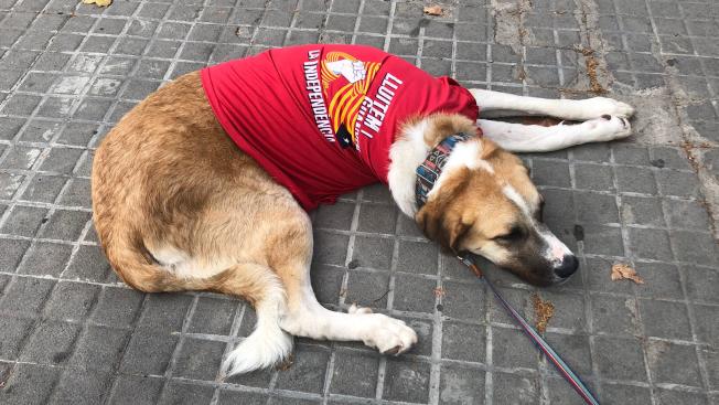 Més acompanyants vestits per la Diada a la manifestació de Barcelona. Foto: Aurora Camós
