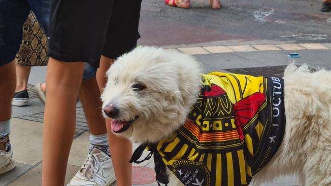 Els gossos també ens han acompanyat durant la Diada, en aquest cas a la Plaça de l'Àngel. Foto: Carles Baguena