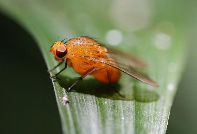 San José (Costa Rica)