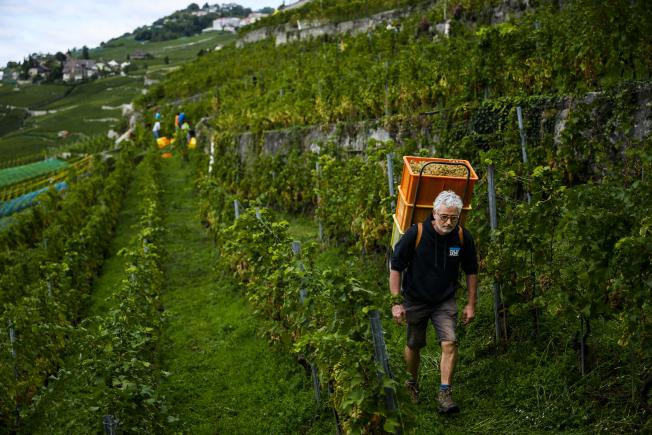St-saphorin (Suiza)