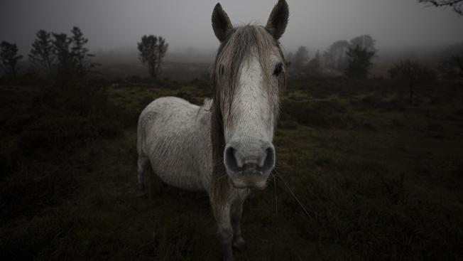 A Capela (Galicia)