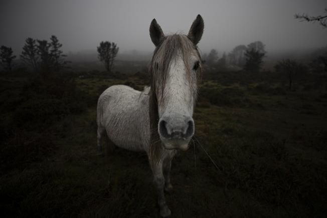 A Capela (Galicia)