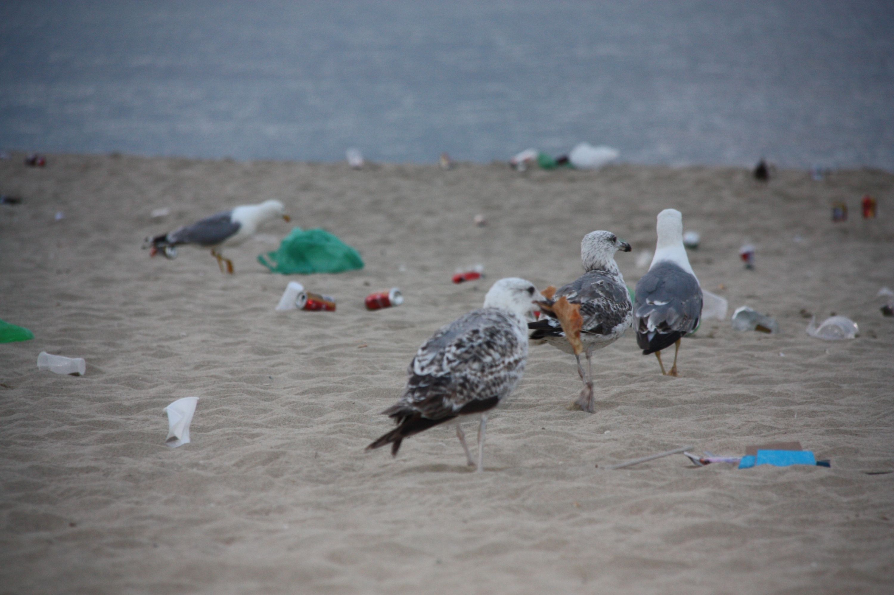 Los excrementos de un 50% de gaviotas de Barcelona tienen bacterias resistentes a los antibióticos