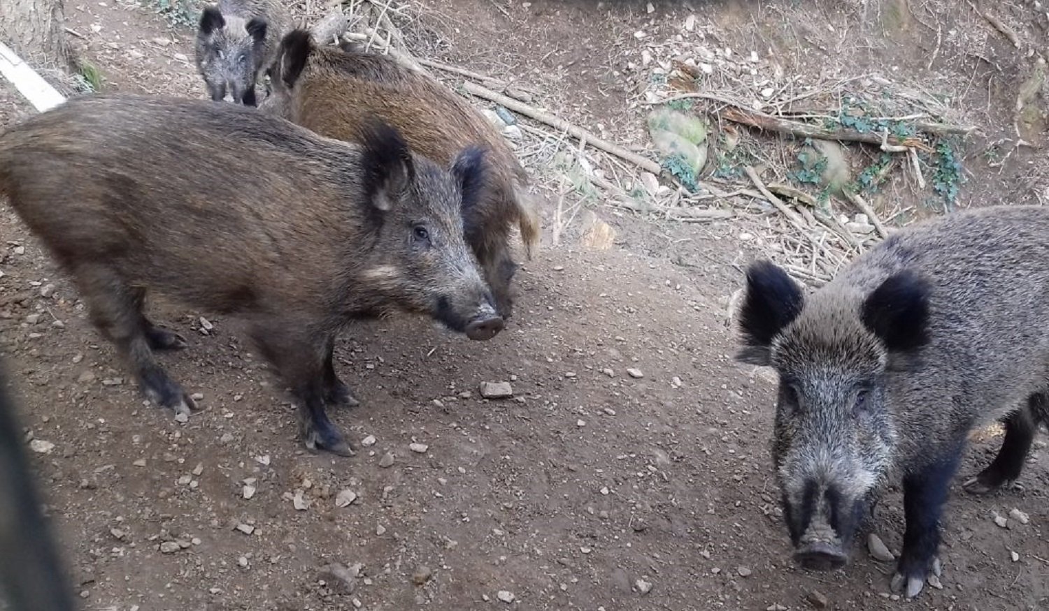 VÍDEO | Jabalíes en el centro de Barcelona desde el coronavirus